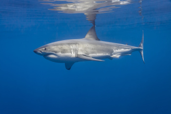 обоя great white shark, животные, акулы, мир, подводный, океан, акула