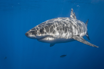 Картинка great+white+shark животные акулы океан акула мир подводный