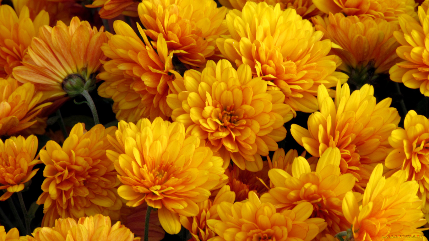 природа цветы желтые хризантемы загрузить