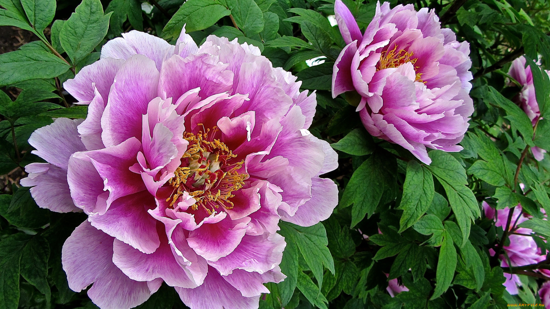 peony, цветы, пионы, куст, бутоны