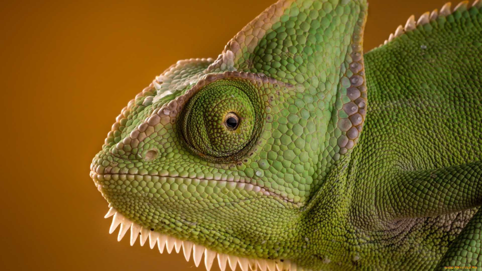 животные, хамелеоны, lizard, рептилия, eyes, ящерица, chameleon, хамелеон, reptile, ящерка, beauty, green, морда, интерес