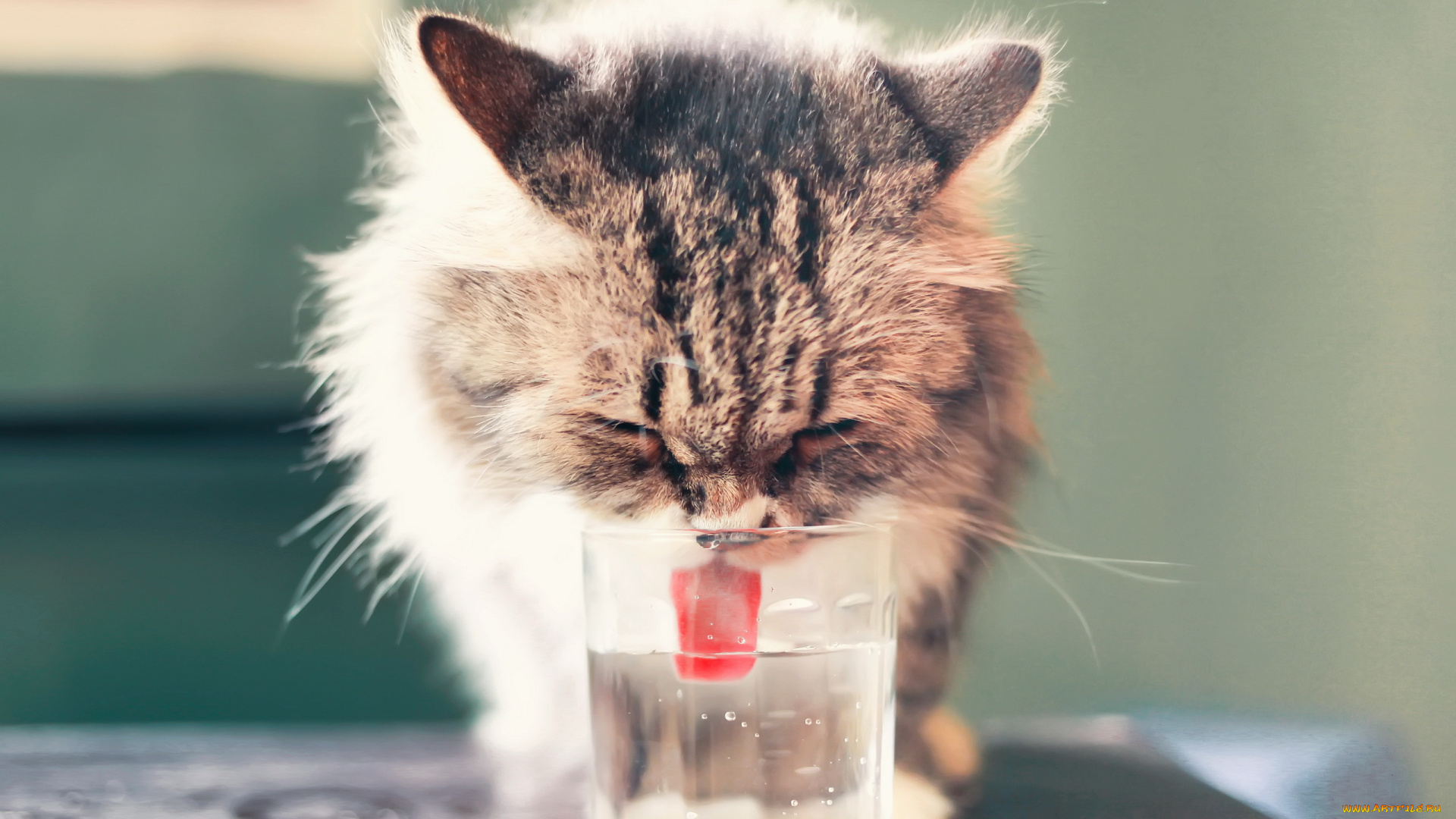 животные, коты, пьёт, вода, язык, котёнок, фон, стакан, кошка