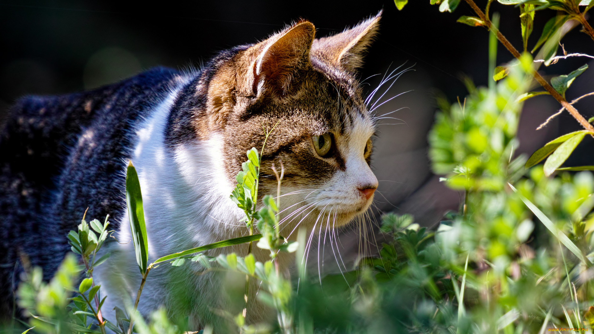 животные, коты, трава, кот, лето, растения
