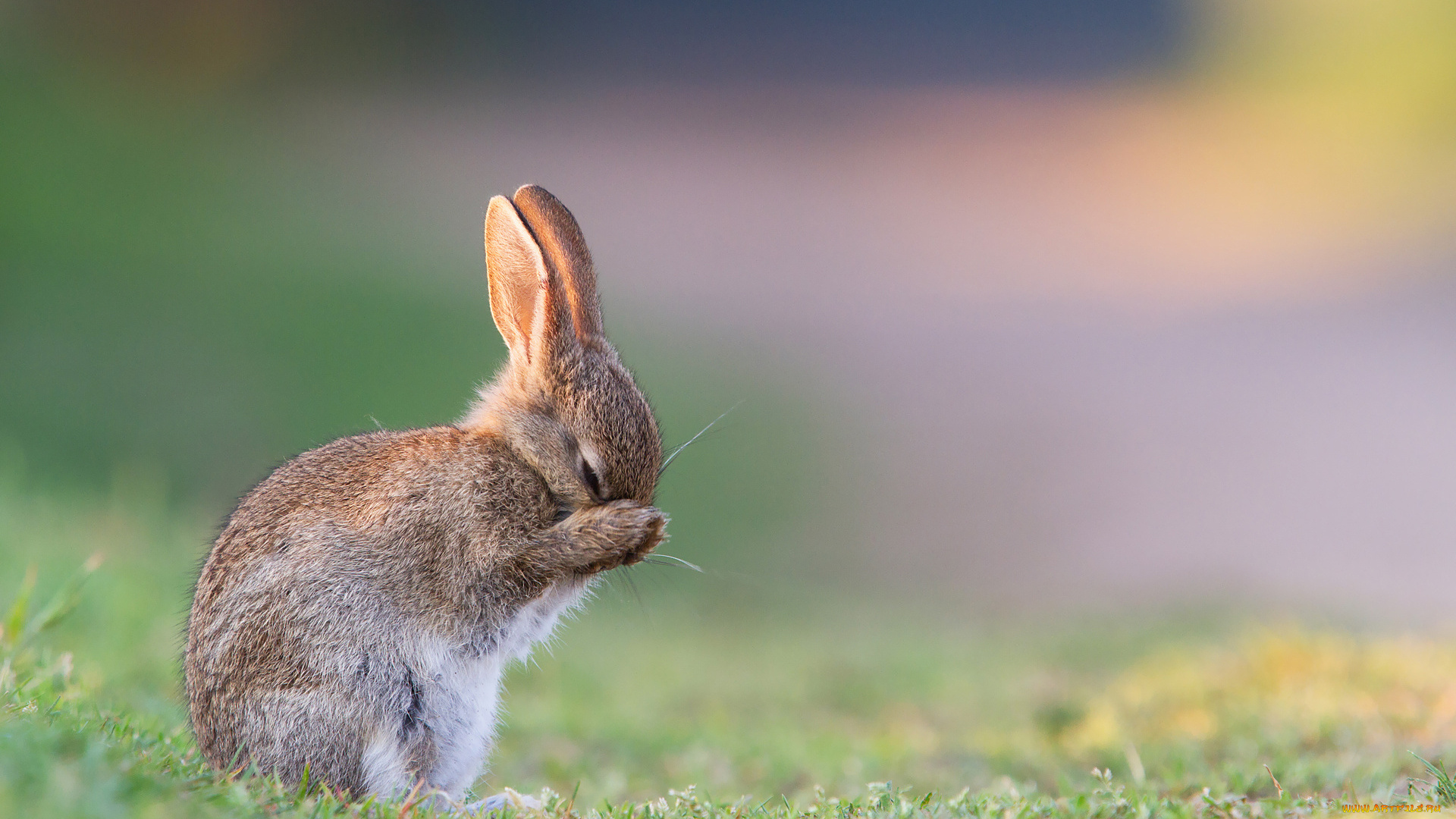 животные, кролики, , зайцы, трава, утро, зайчонок, лето