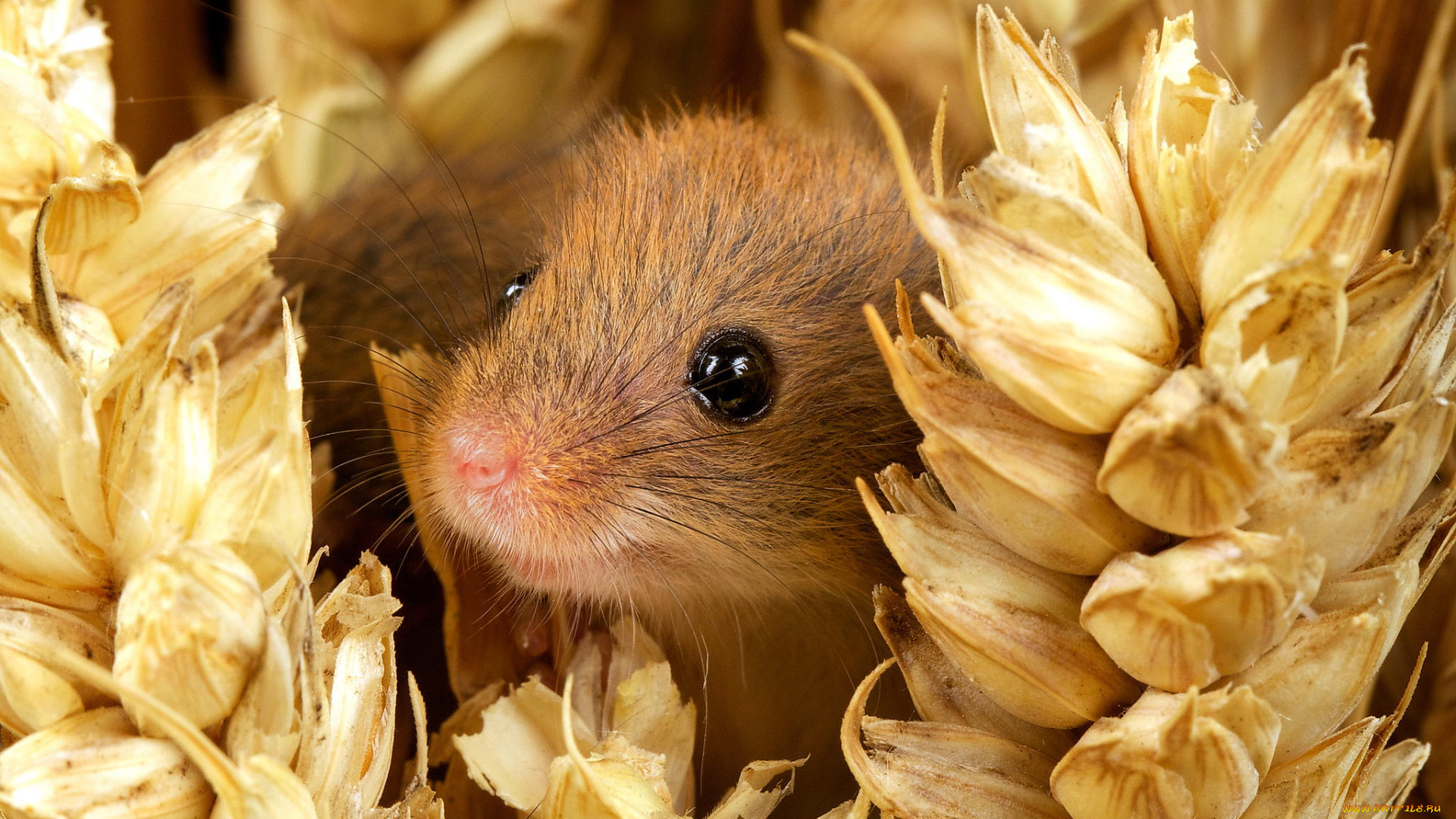 животные, крысы, , мыши, mouse, harvest, мордочка, глаза, улыбка, колосья, мышь-малютка, nature, small