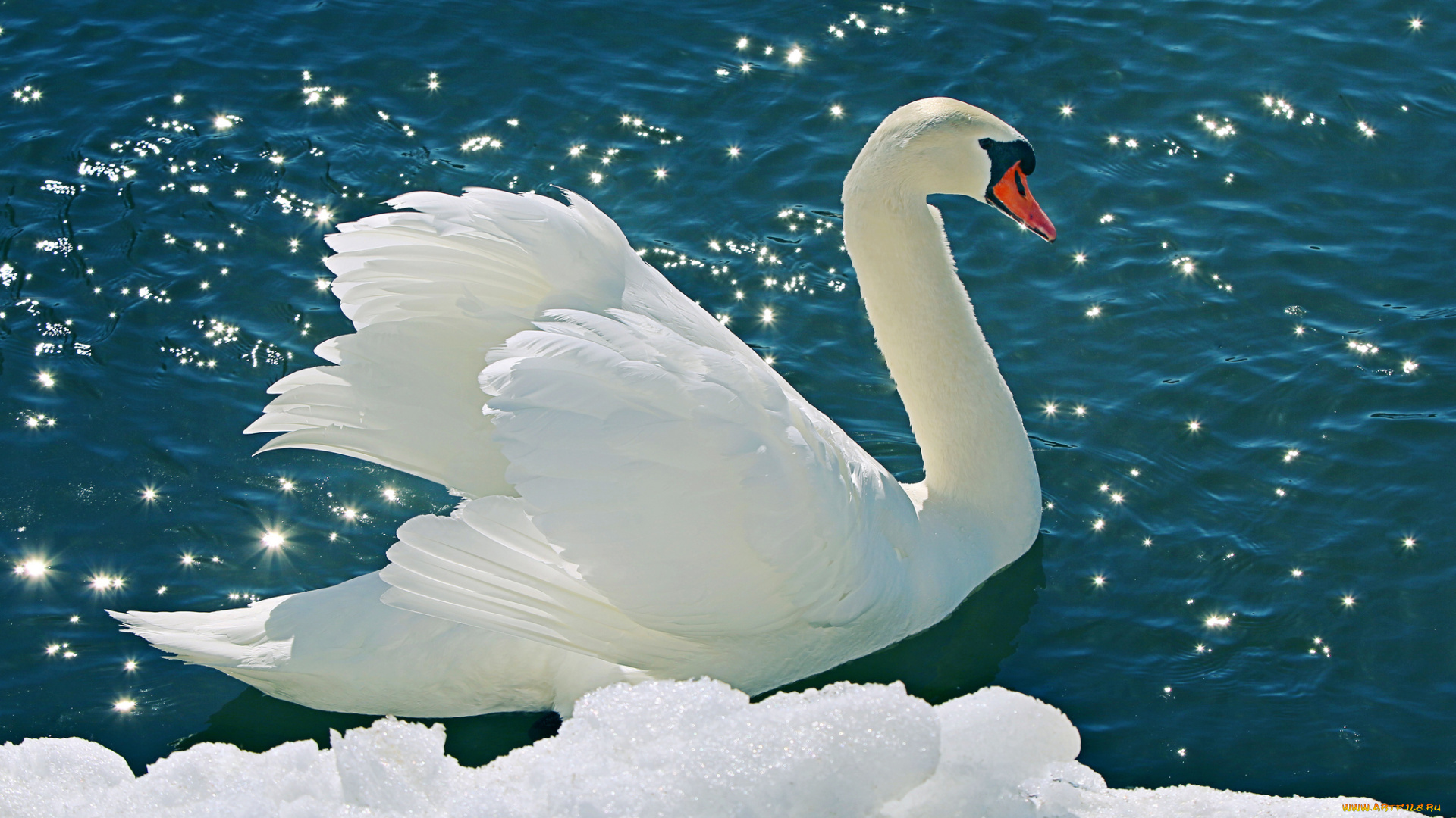 животные, лебеди, белый, лебедь, snow, swan, tender, снег, water, вода, природа, nature, li, feng