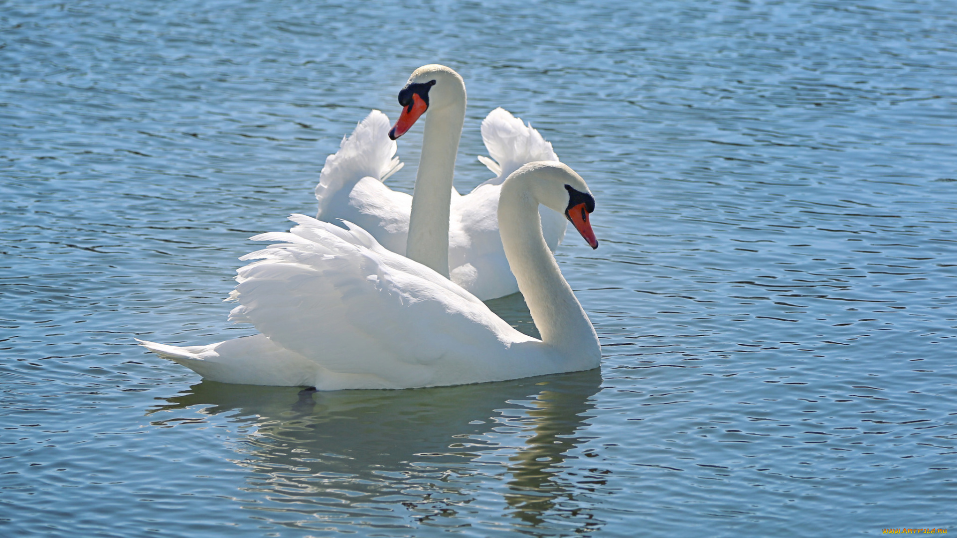 животные, лебеди, water, li, feng, вода, природа, белый, лебедь, nature, снег, snow, swan, tender