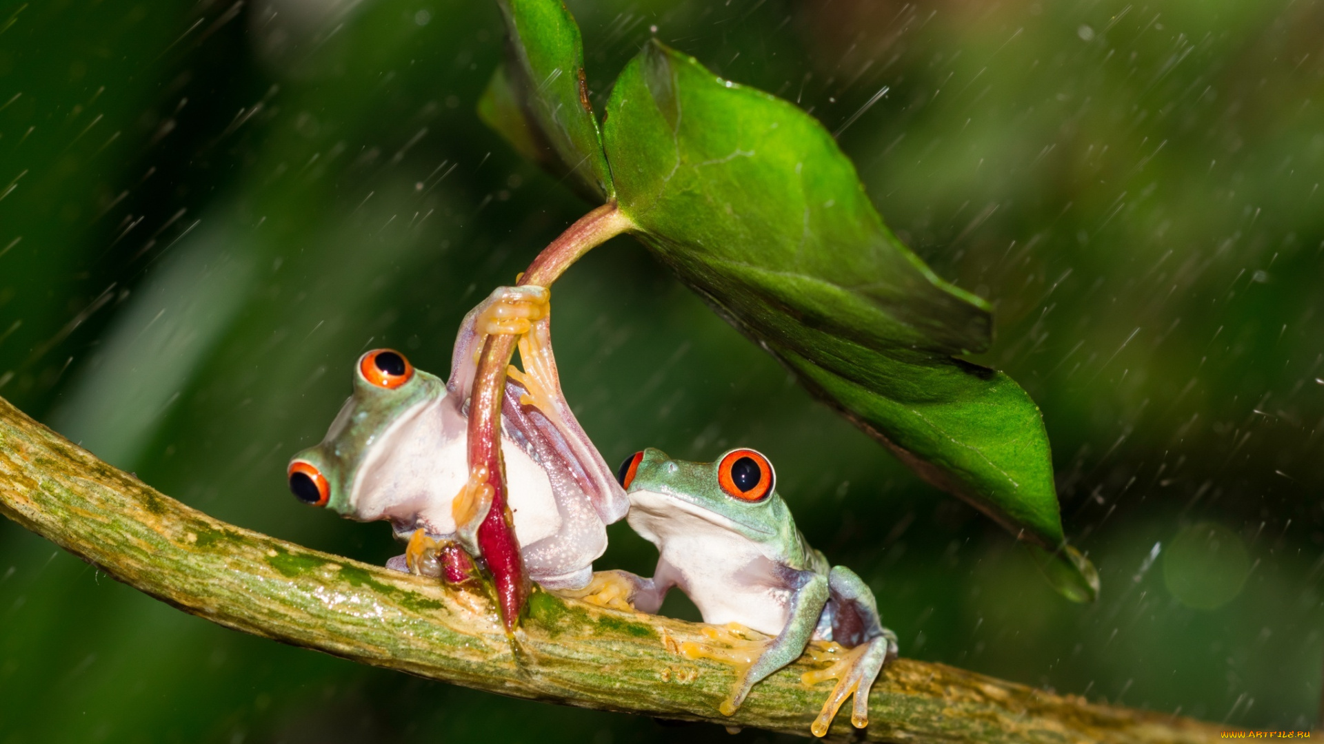 животные, лягушки, colourfull, umbrella, frog, разноцветные, зеленые, лист, дождь, orange, red, eyes, leave, под, зонтом, beauty, rain, зонт, дружба, friendsheep, лапки, оранжевые, глаза, hd, держаться, древесные