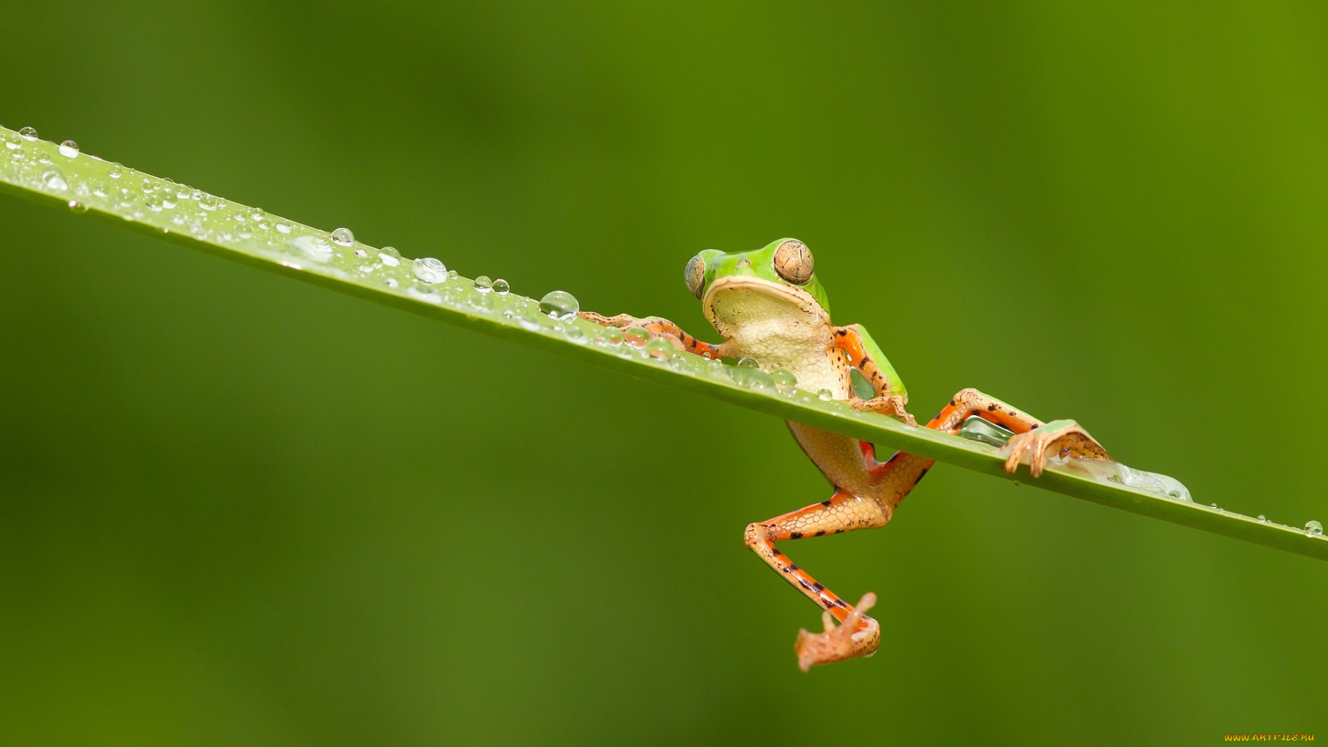 животные, лягушки, лапки, colourfull, разноцветная, зеленая, капли, глаза, оранжевые, frog, лягушка, древесная, rain, water, drops, eyes, дождь, orange