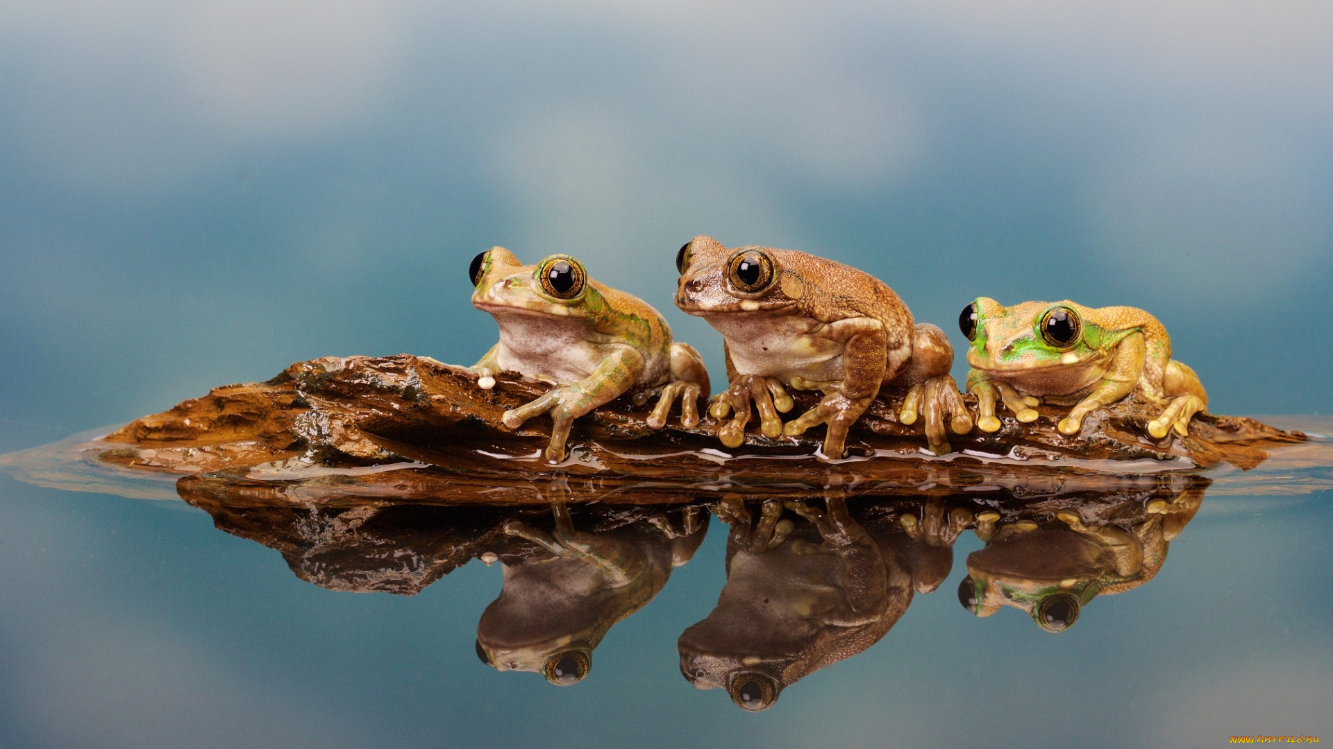 животные, лягушки, лес, frog, macro, lake, озеро, nature, природа, small