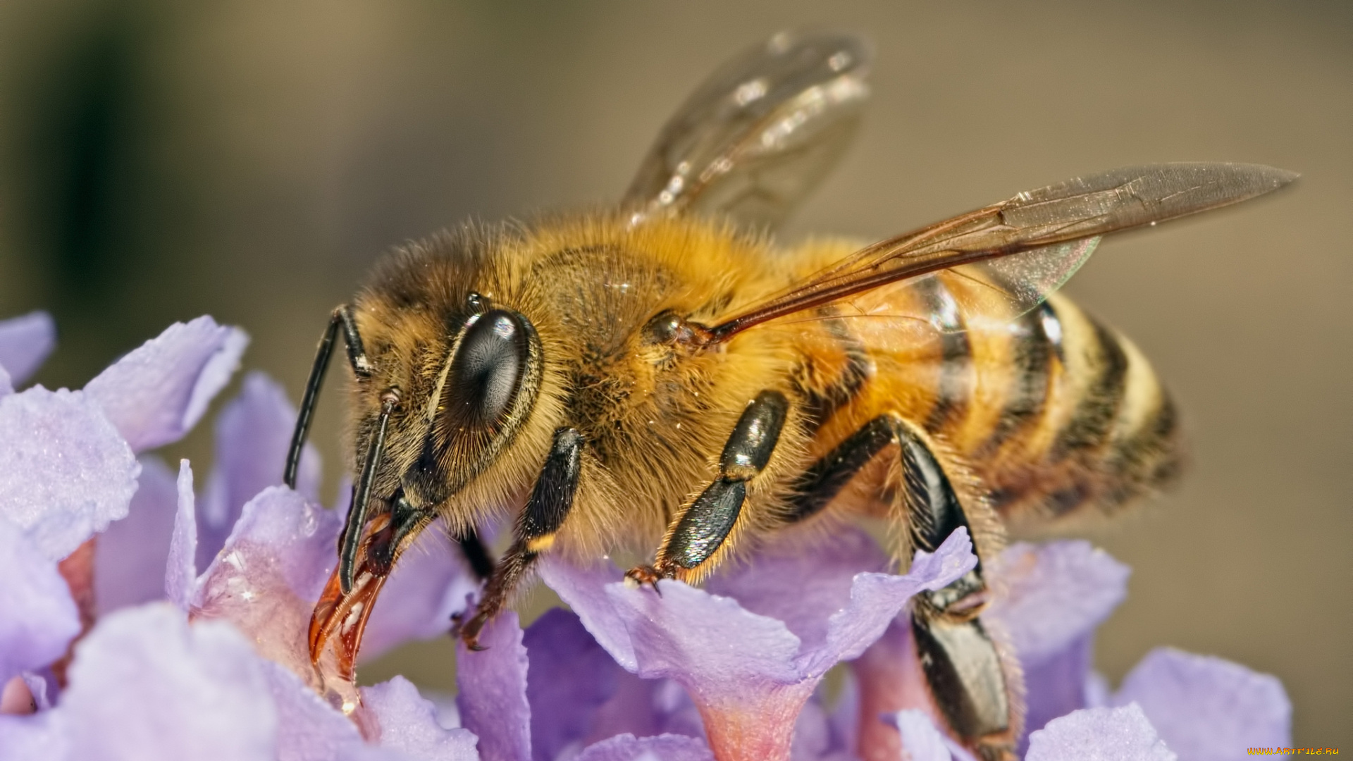 животные, пчелы, , осы, , шмели, цветы, макро, пчела, насекомое