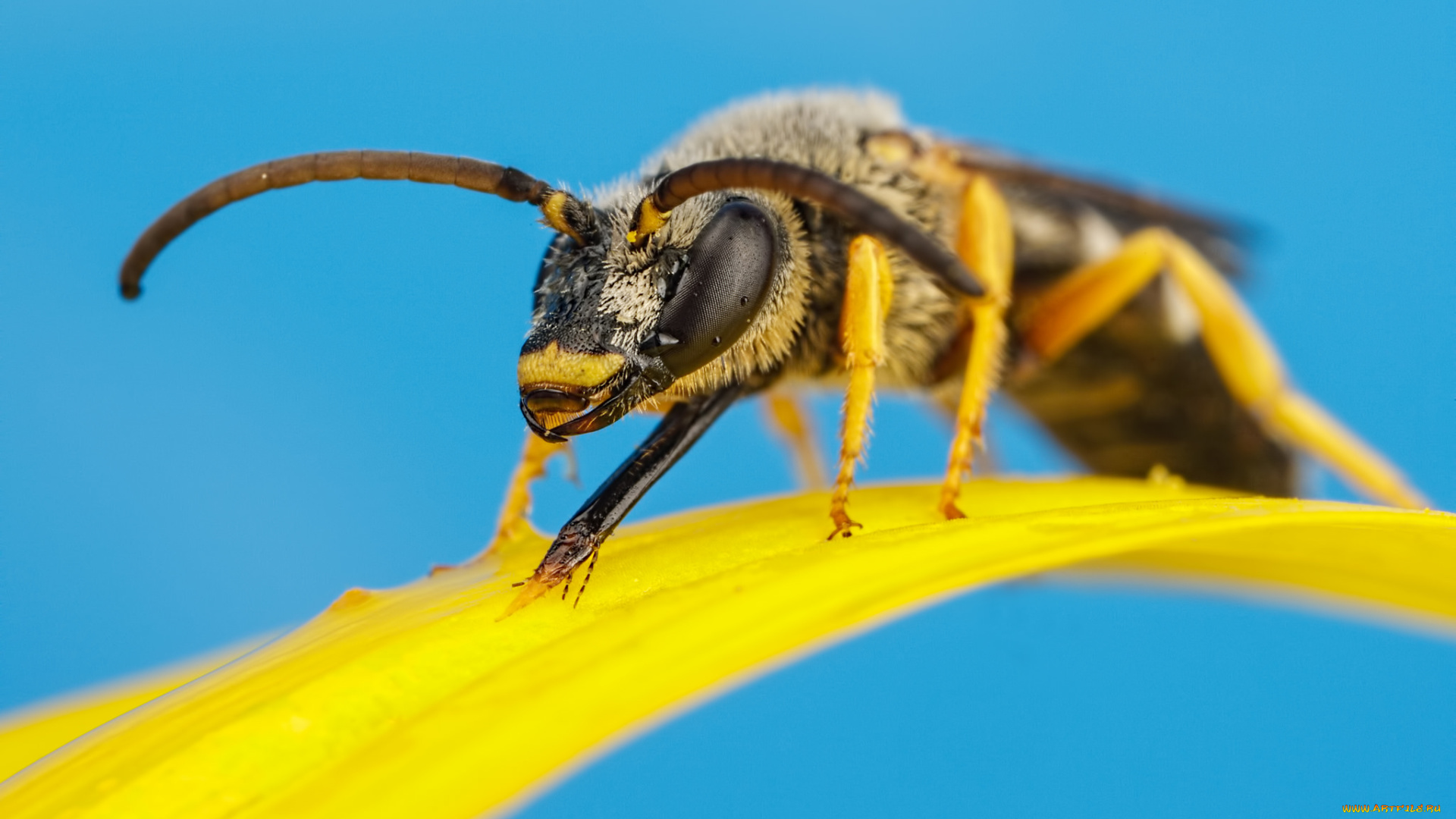 животные, пчелы, , осы, , шмели, голубой, травинка, макро, насекомое, жёлтый, фон