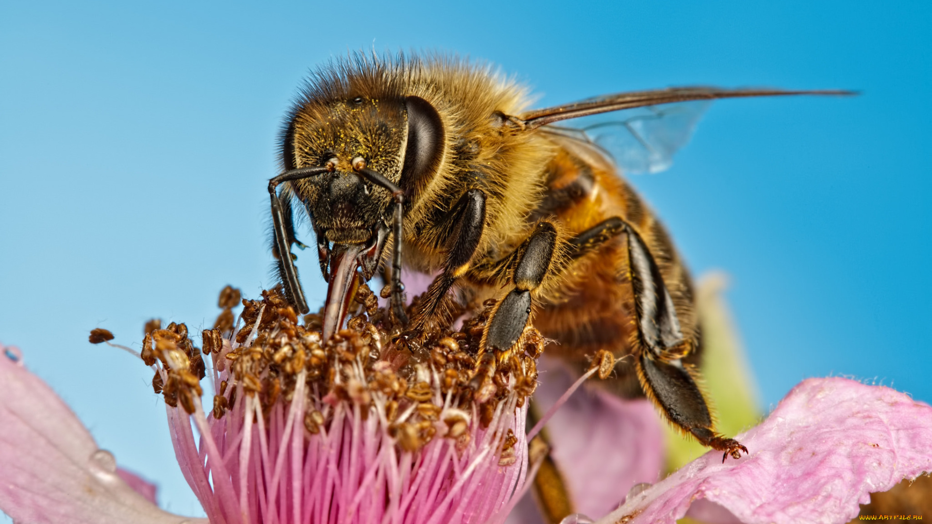 животные, пчелы, , осы, , шмели, макро, насекомое, цветок, пчела
