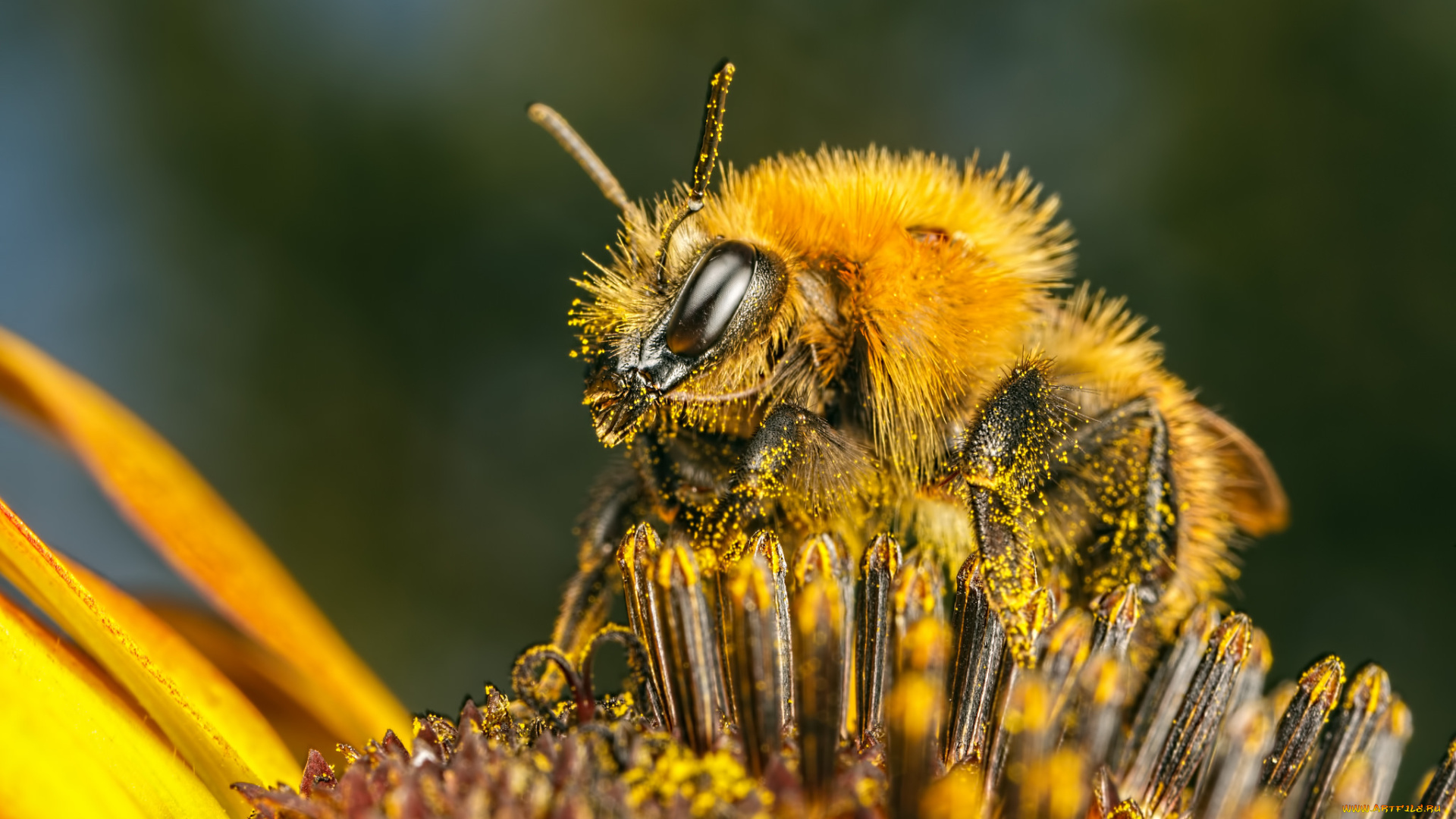 животные, пчелы, , осы, , шмели, макро, жёлтый, насекомое, цветок