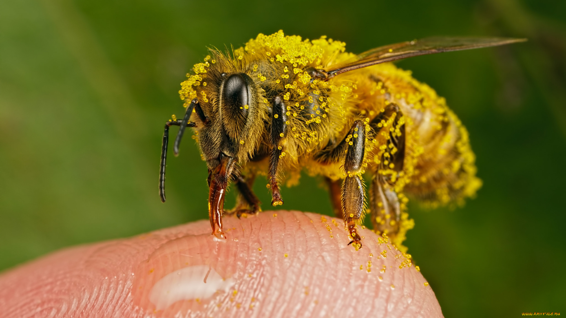 животные, пчелы, , осы, , шмели, насекомое, жёлтые, кружочки, макро, нектар, палец