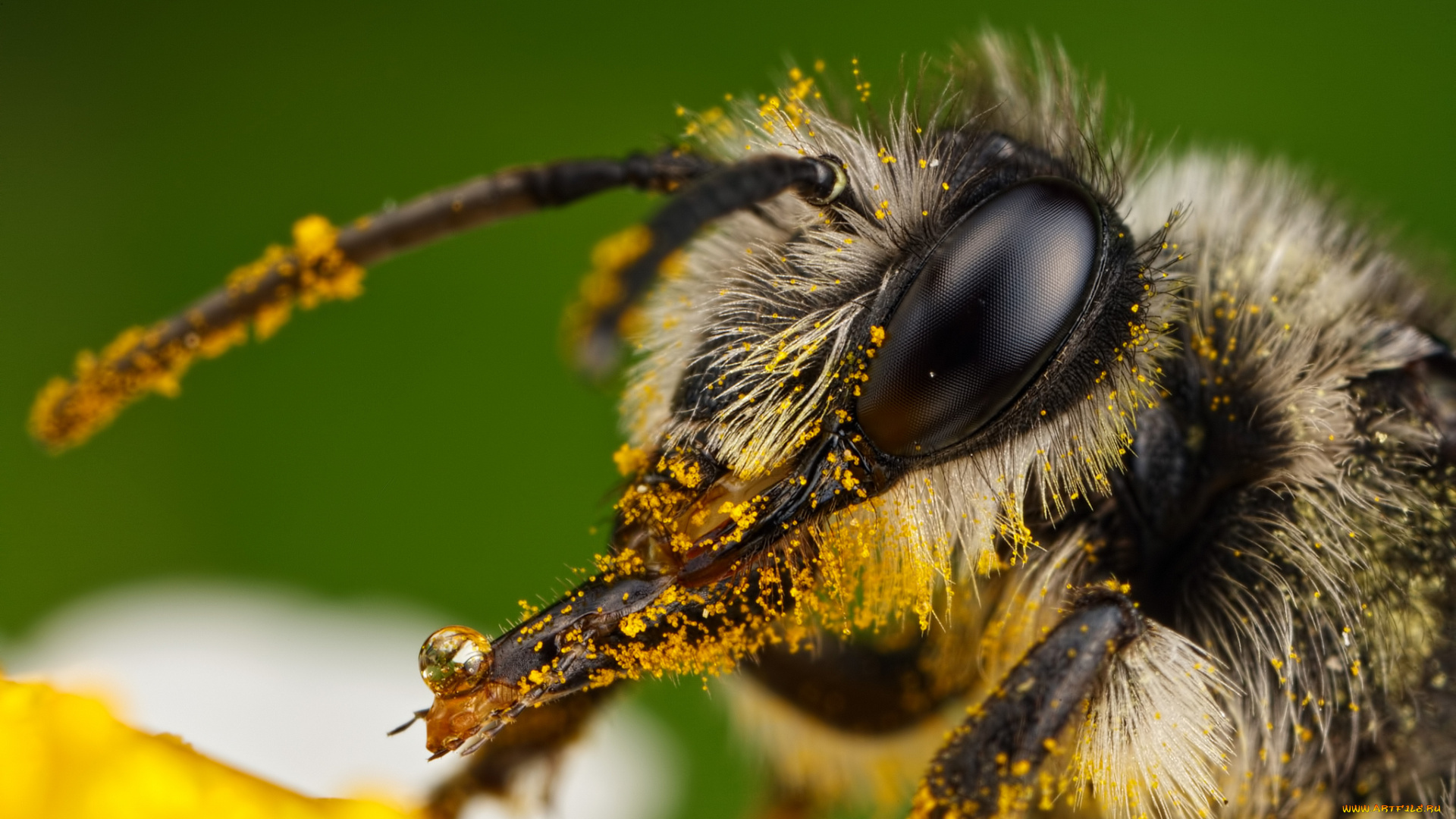 животные, пчелы, , осы, , шмели, портрет, пыльца, пчела, макро, насекомое