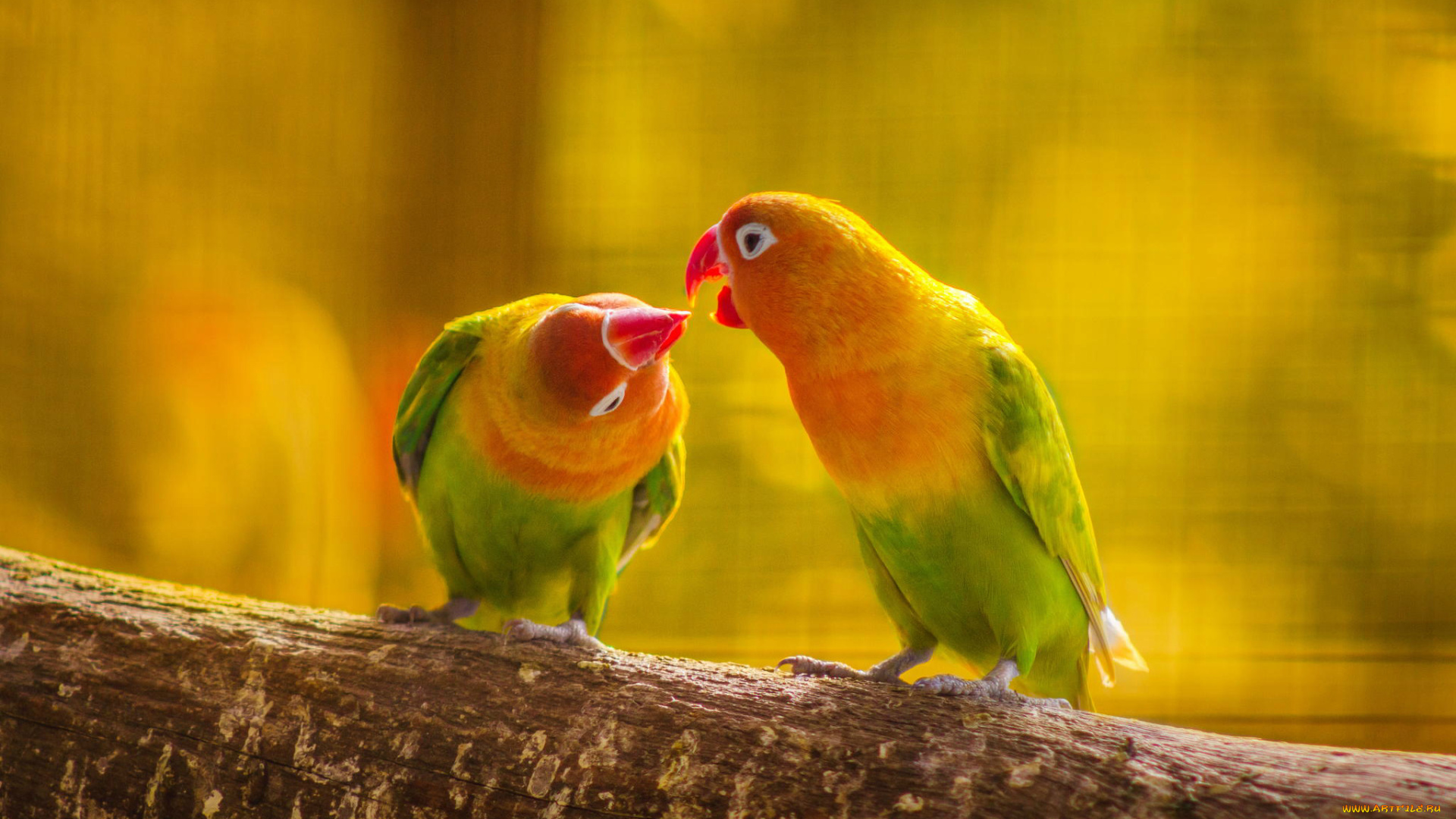 животные, попугаи, ветка, пара, попугай, поцелуй, птица, любовь, перья, хвост, клюв, листья, природа, лес