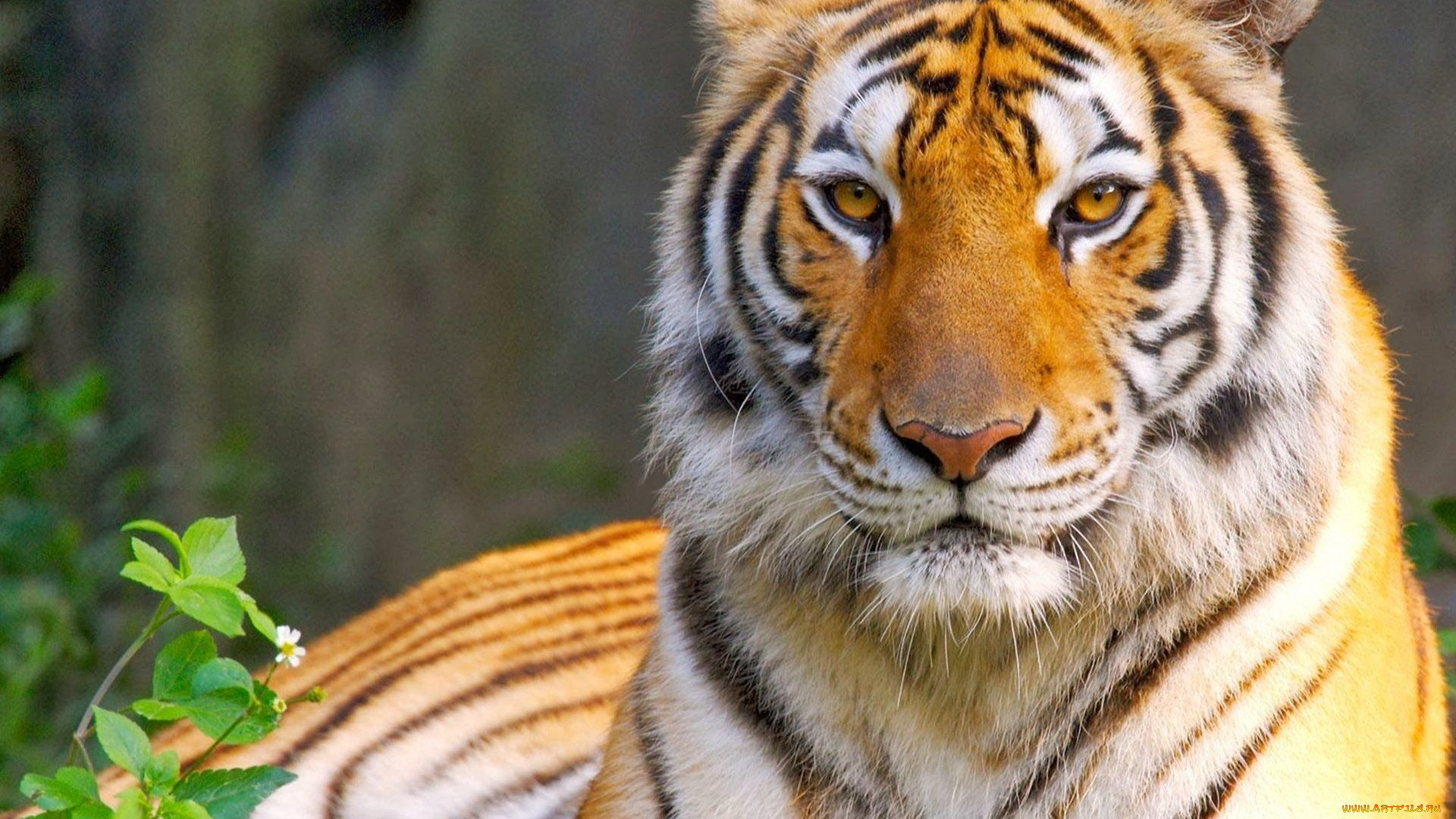 животные, тигры, king, царь, predator, король, тигр, look, eyes, tiger, взгляд, cat, кошка, глаза, хищник
