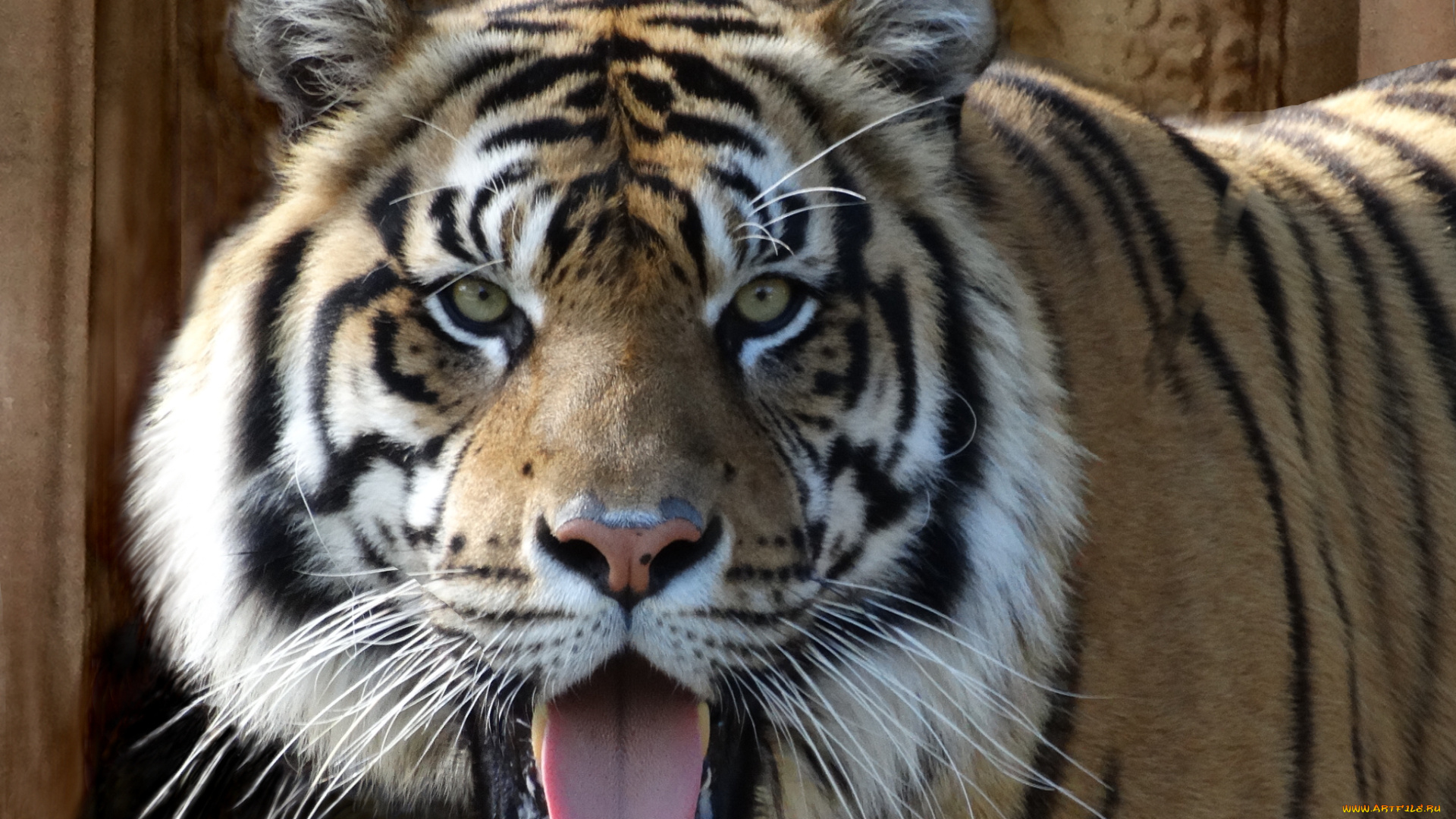 животные, тигры, тигр, язык, взгляд