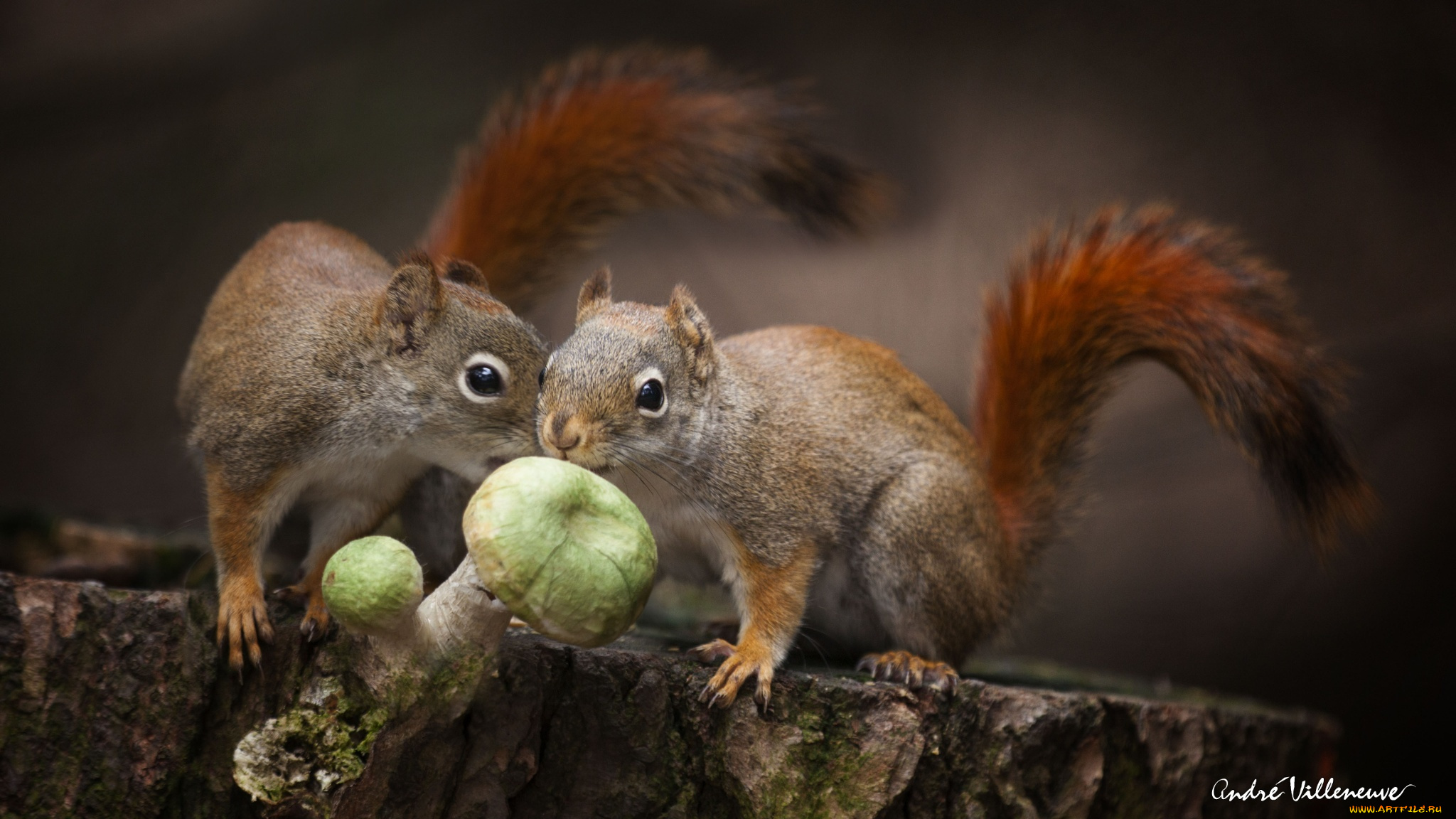 животные, белки, food, nature, cute, twins, dinner, mushrooms, squirrels, animals, природа, forest, близнецы, грибы, лес, еда, обед