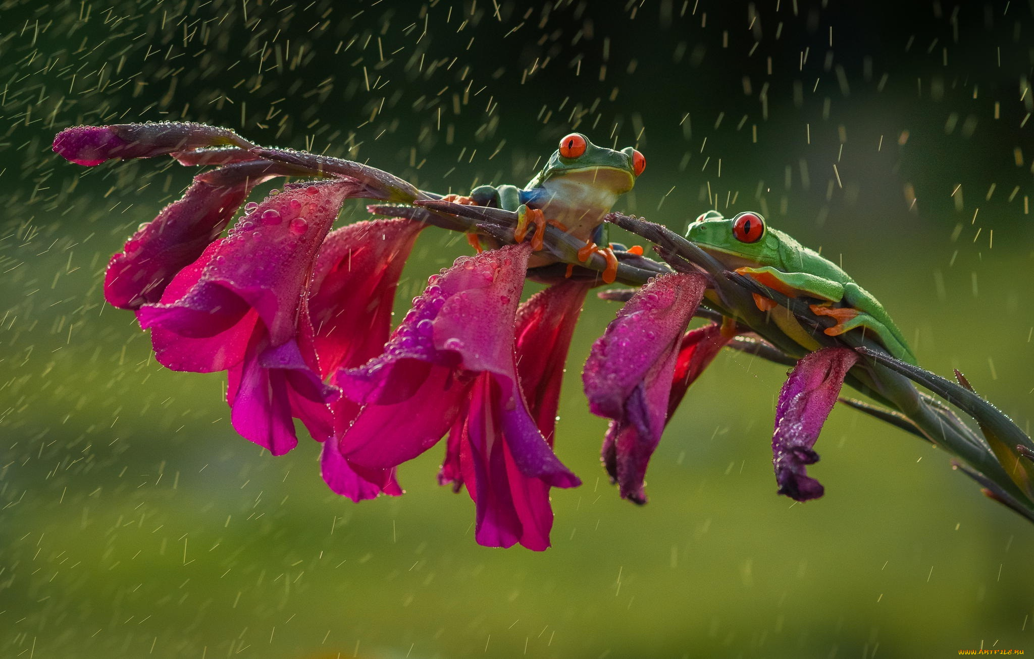 животные, лягушки, древесные, frog, дружба, friendsheep, лапки, colourfull, rain, flower, red, eyes, orange, дождь, красные, глаза, оранжевые, цветок, разноцветные, зеленые, beauty