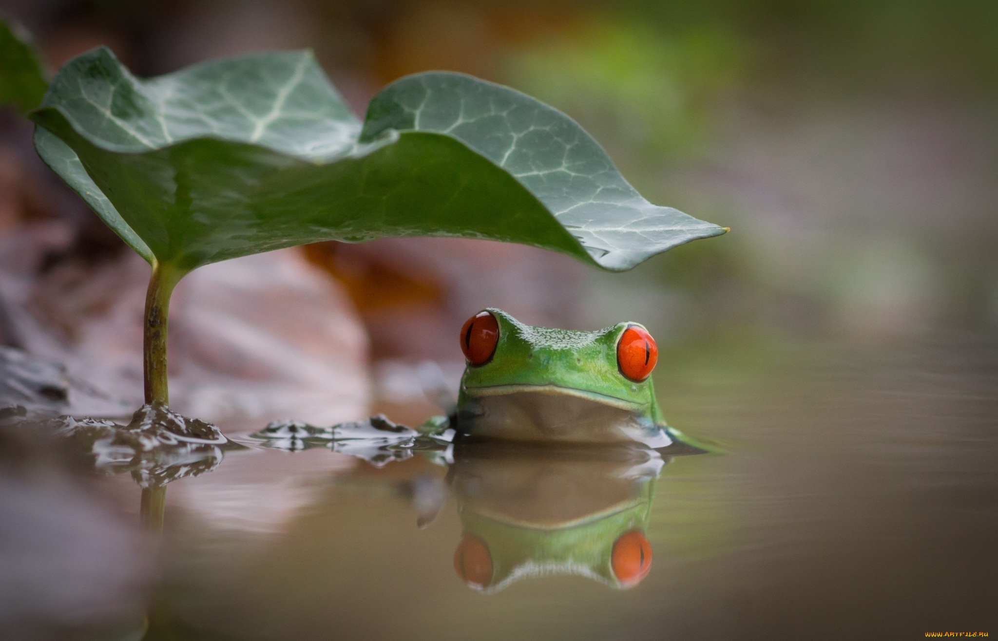 животные, лягушки, озеро, плывет, hd, вода, swimming, leave, water, lake, лист, красные, глаза, разноцветная, зеленая, beauty, лягушка, древесная, red, eyes, colourfull, frog, интерес, подозрение, купание