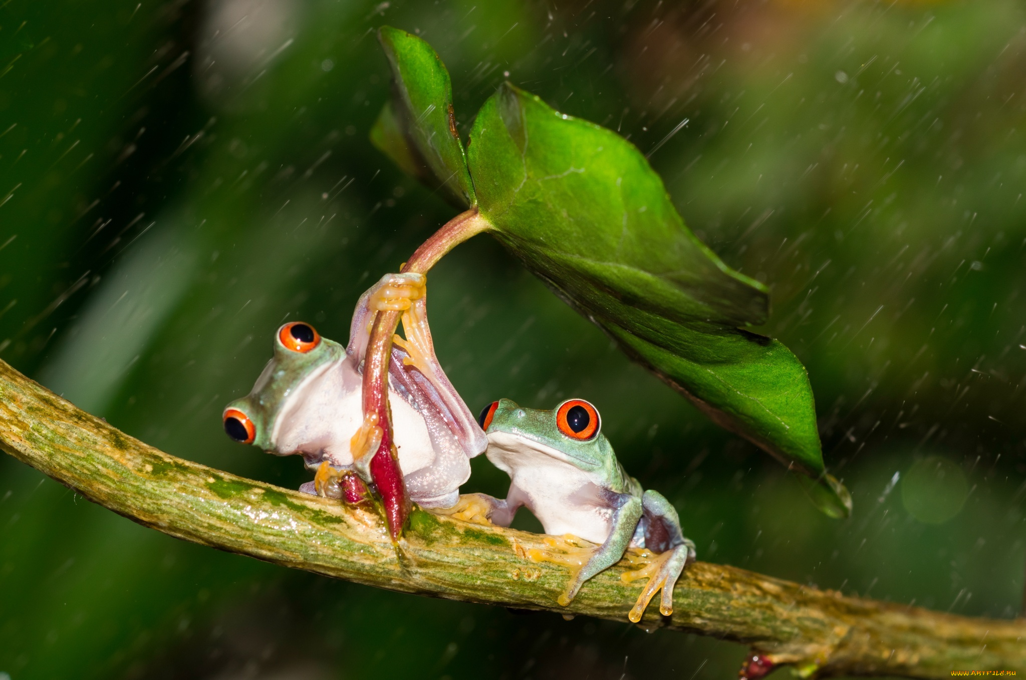 животные, лягушки, colourfull, umbrella, frog, разноцветные, зеленые, лист, дождь, orange, red, eyes, leave, под, зонтом, beauty, rain, зонт, дружба, friendsheep, лапки, оранжевые, глаза, hd, держаться, древесные