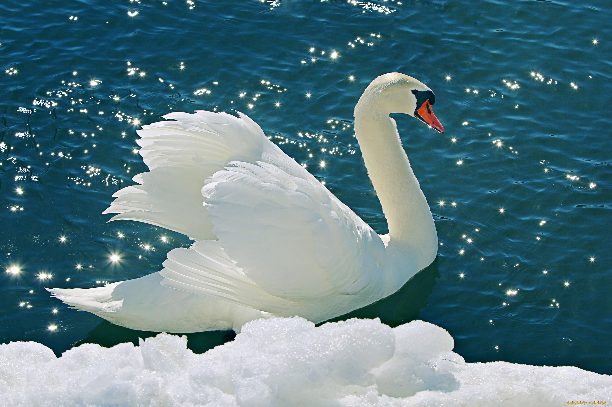животные, лебеди, белый, лебедь, snow, swan, tender, снег, water, вода, природа, nature, li, feng