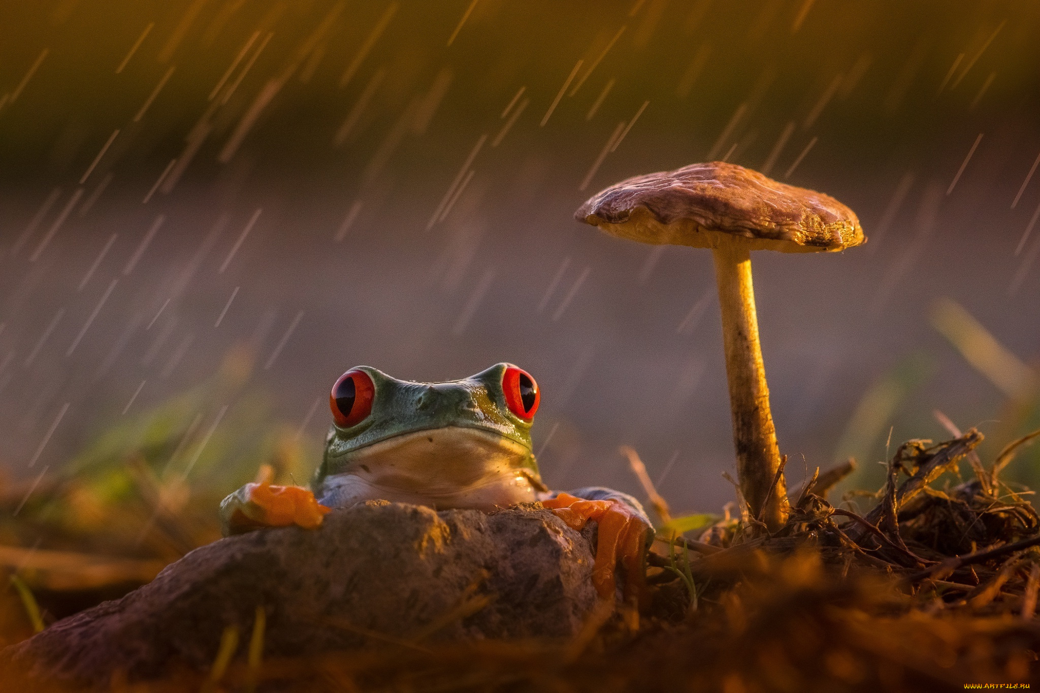 животные, лягушки, древесная, frog, orange, red, eyes, mushroom, rain, грусть, красные, глаза, лягушка, задумчивость, лапки, гриб, оранжевые, colourfull, разноцветная, зеленая, дождь, beauty