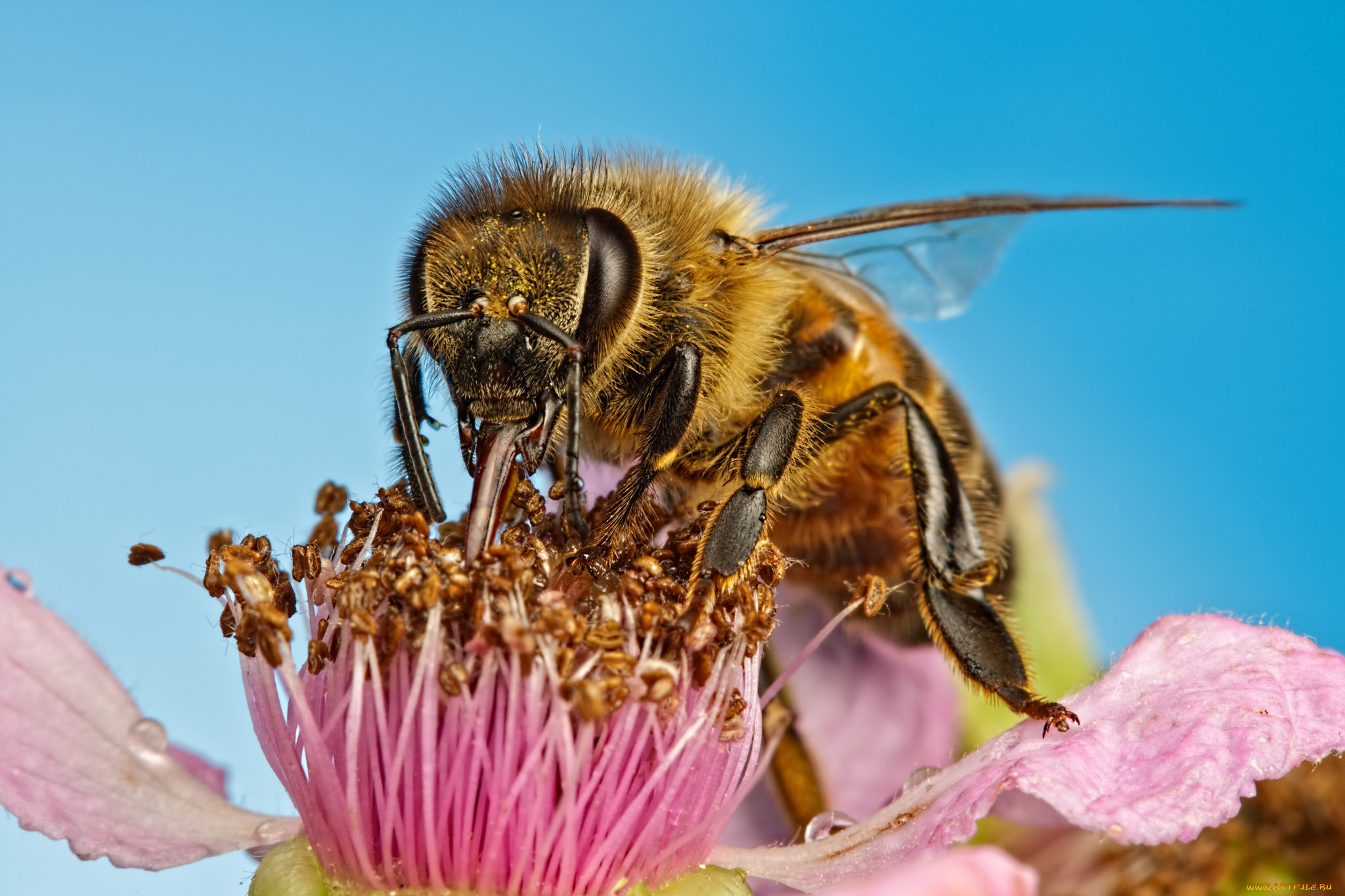 животные, пчелы, , осы, , шмели, макро, насекомое, цветок, пчела
