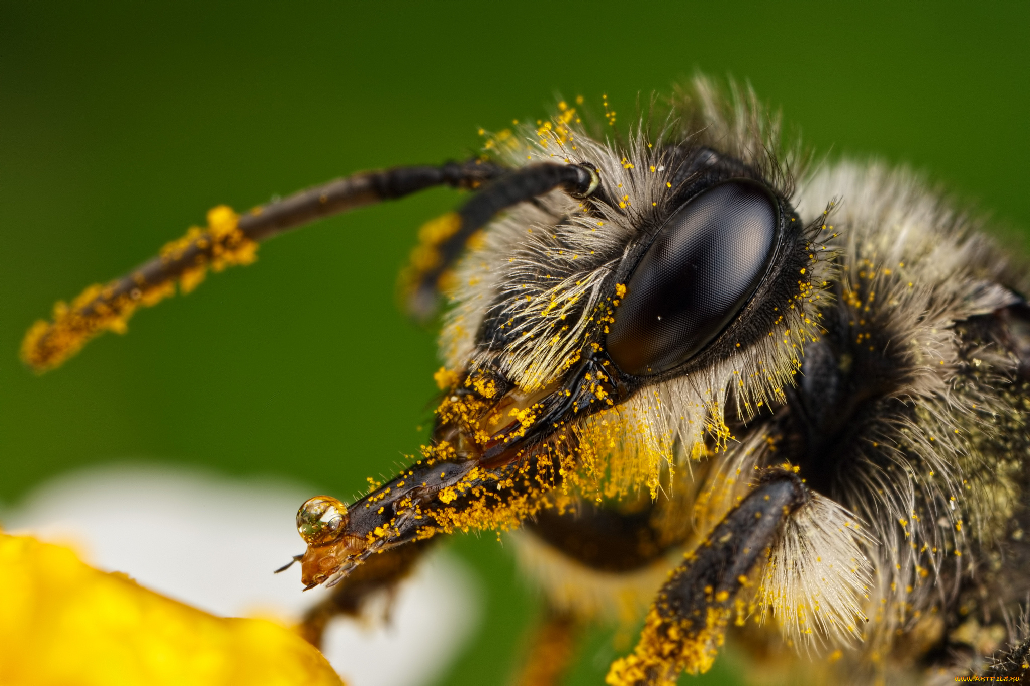 животные, пчелы, , осы, , шмели, портрет, пыльца, пчела, макро, насекомое