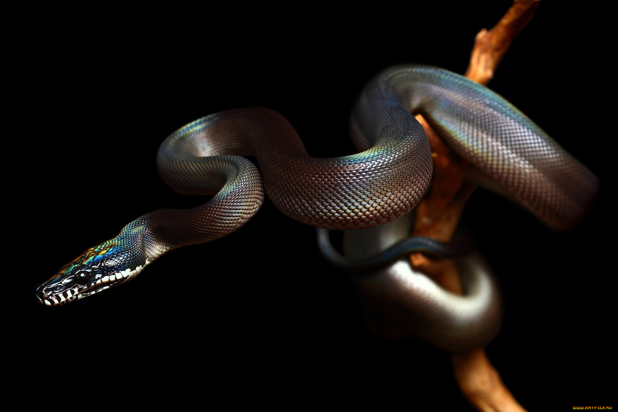 змея белая язык животное без смс