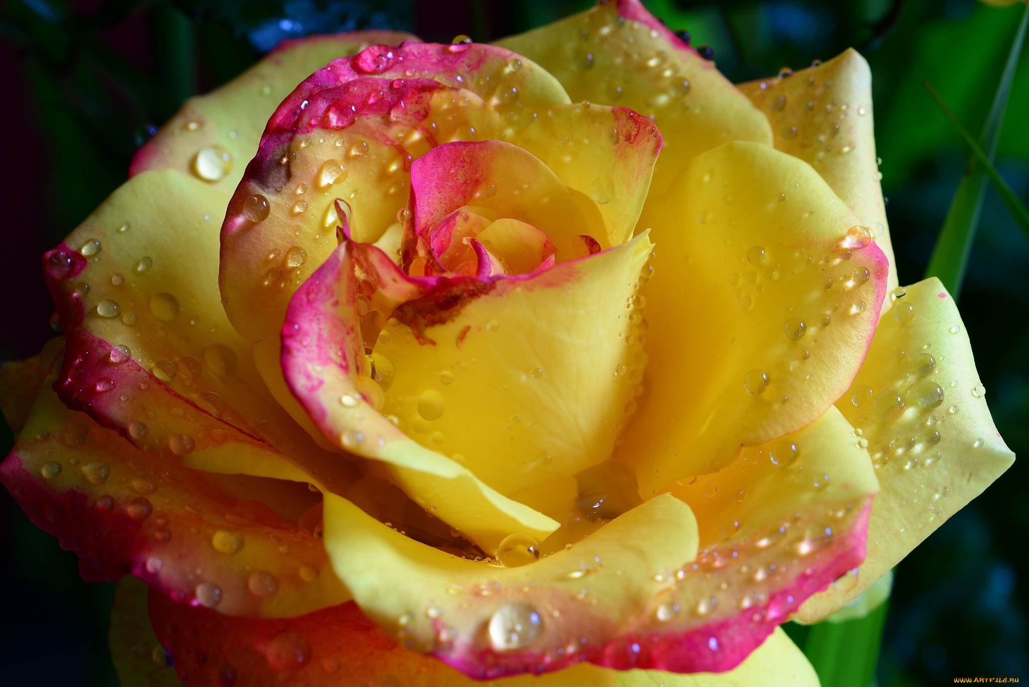 цветы, розы, beauty, water, drops, yellow, tender, hd, romantic, flower, rose, романтика, нежность, красота, капли, желтая, цветок, роза, emi
