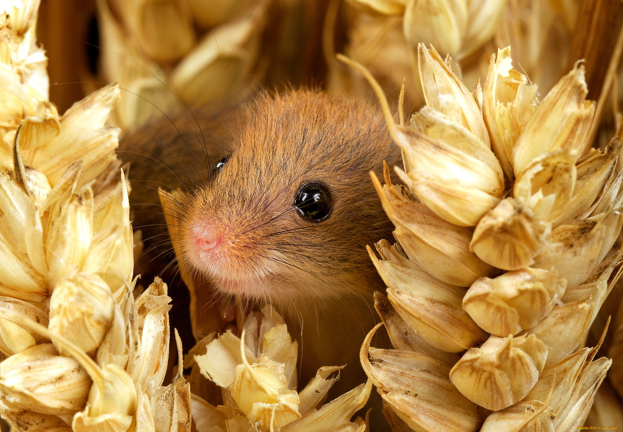 животные, крысы, , мыши, mouse, harvest, мордочка, глаза, улыбка, колосья, мышь-малютка, nature, small