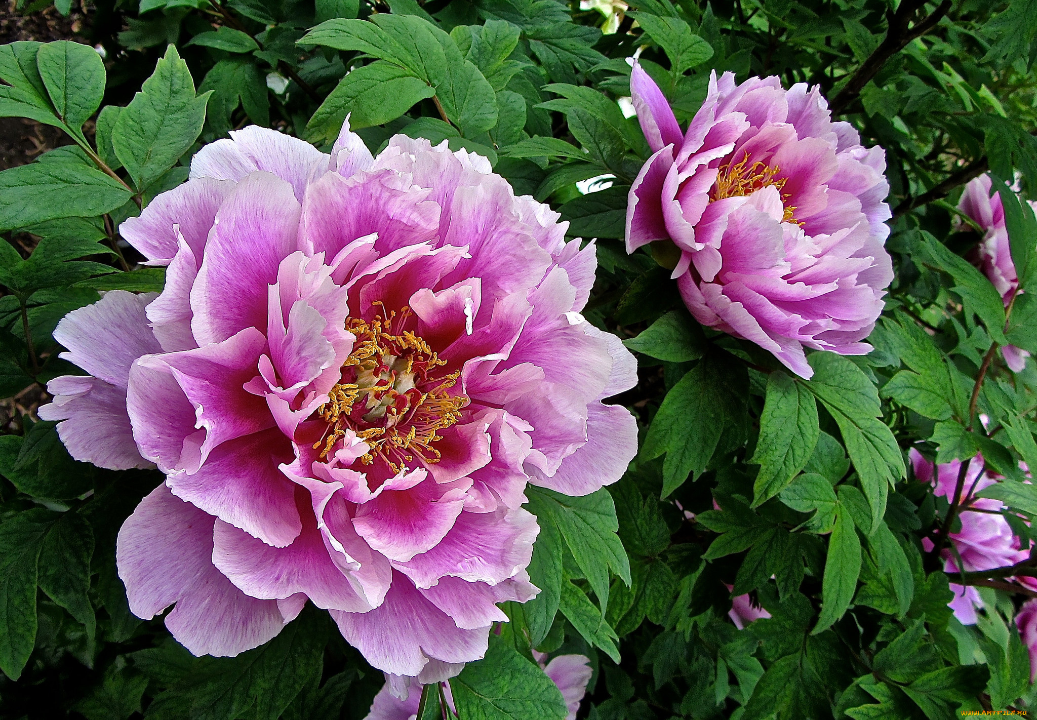 peony, цветы, пионы, куст, бутоны