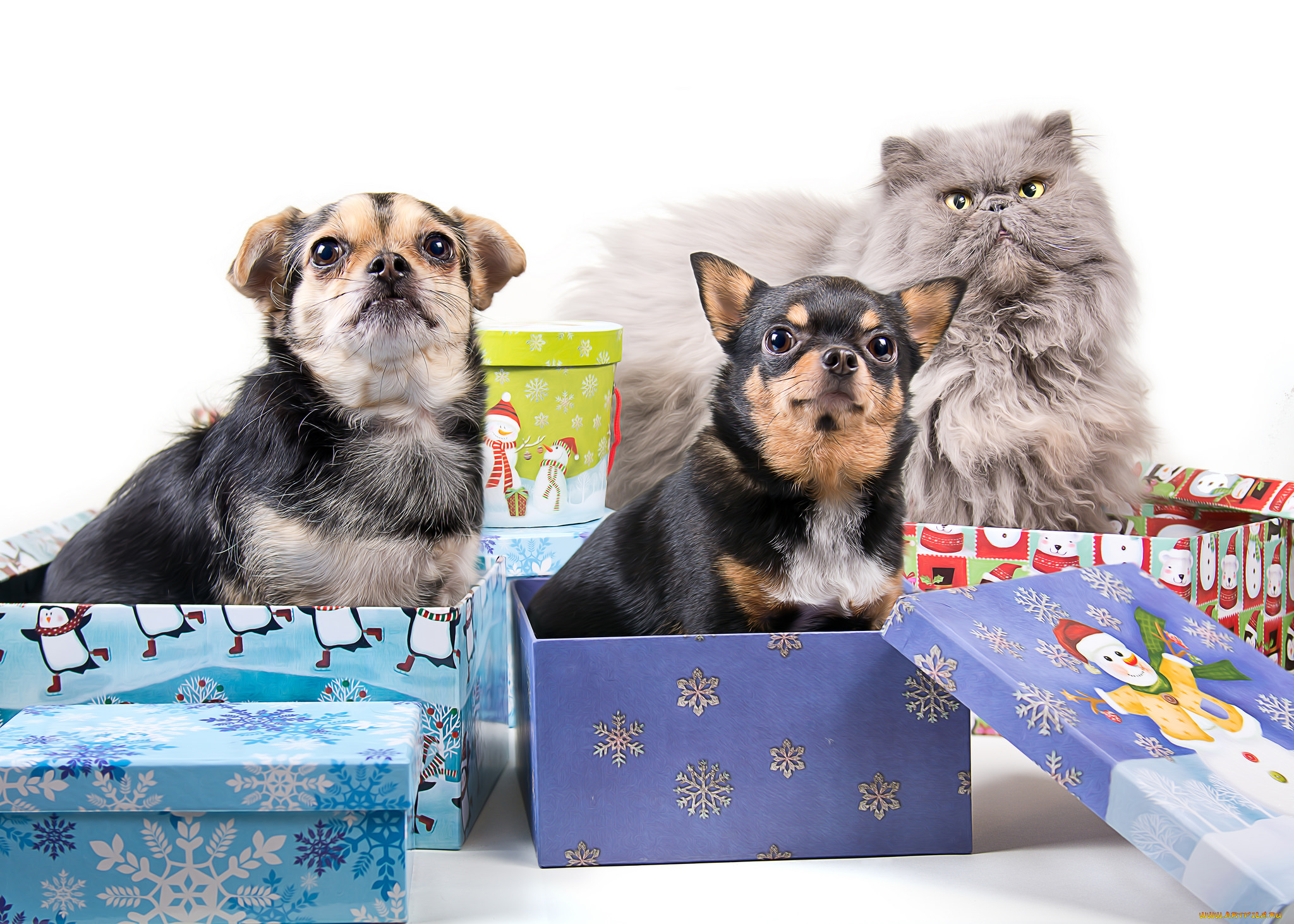 животные, разные, вместе, коробки, подарки, собаки, кот