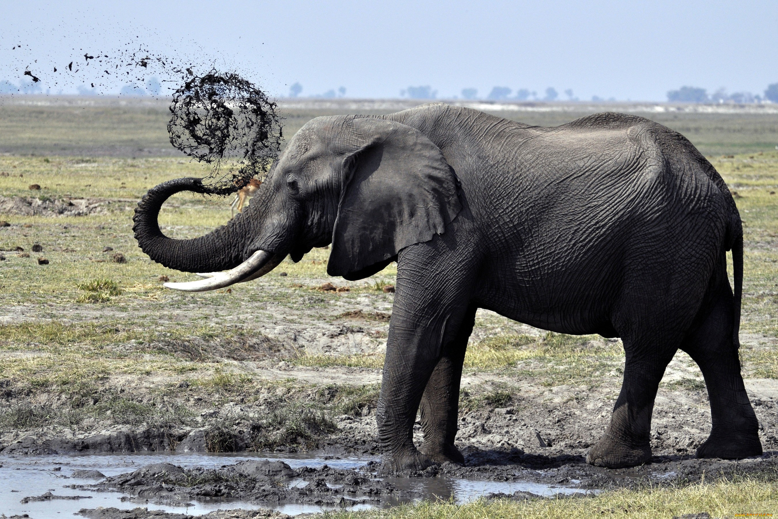 животные, слоны, грязь, бивни, уши, слон, животное, трава, деревья, природа, африка, хобот