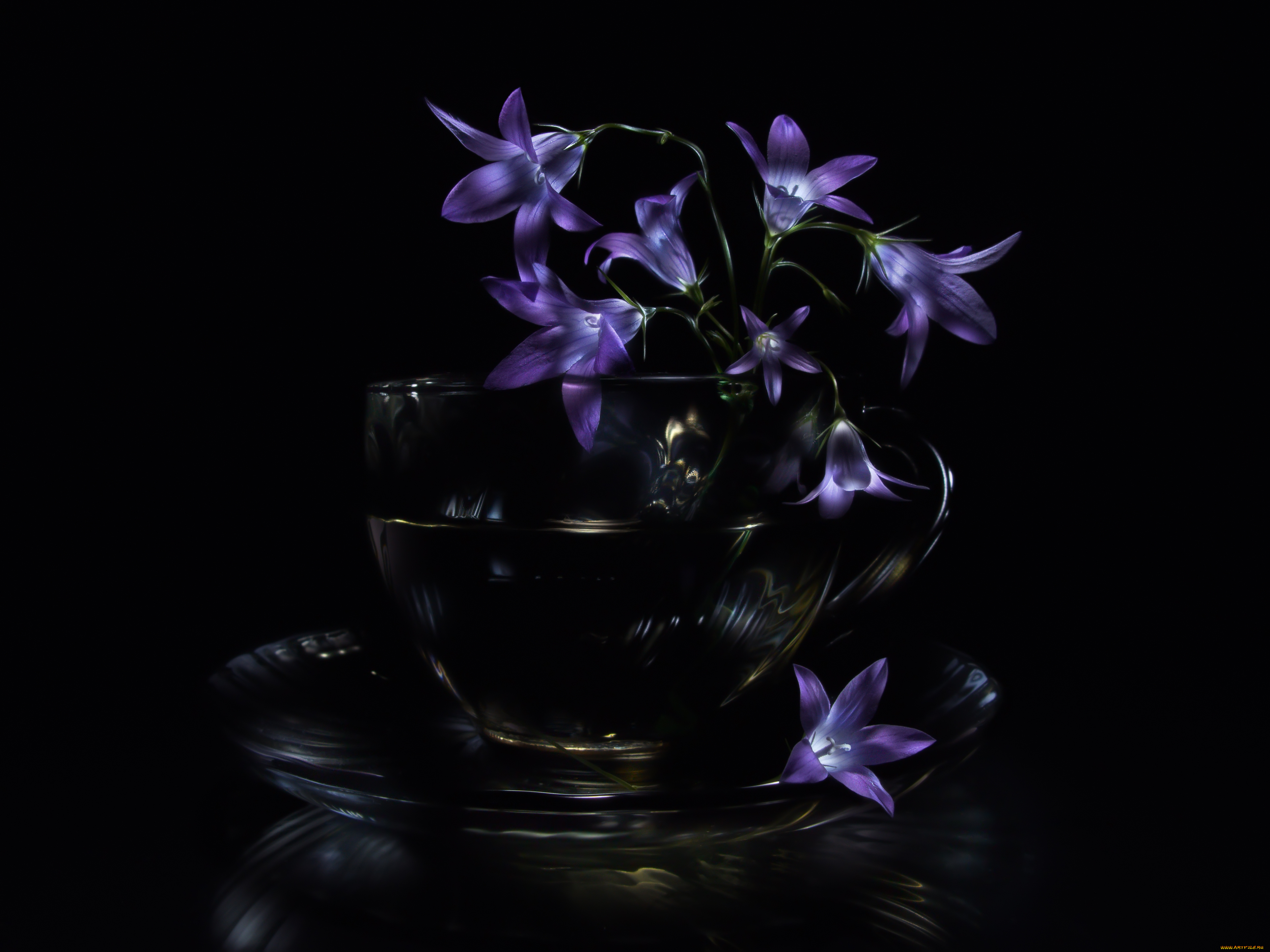 цветы, колокольчики, стеклянная, чашка, тёмный, фон