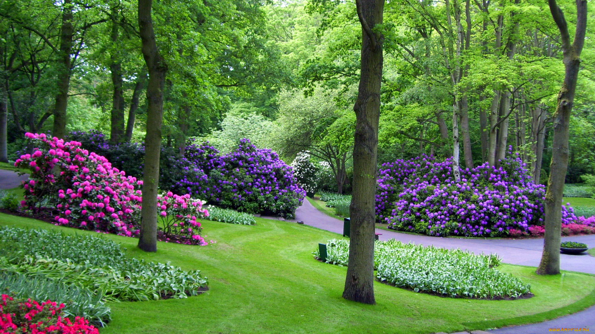 природа, парк, keukenhof, gardens