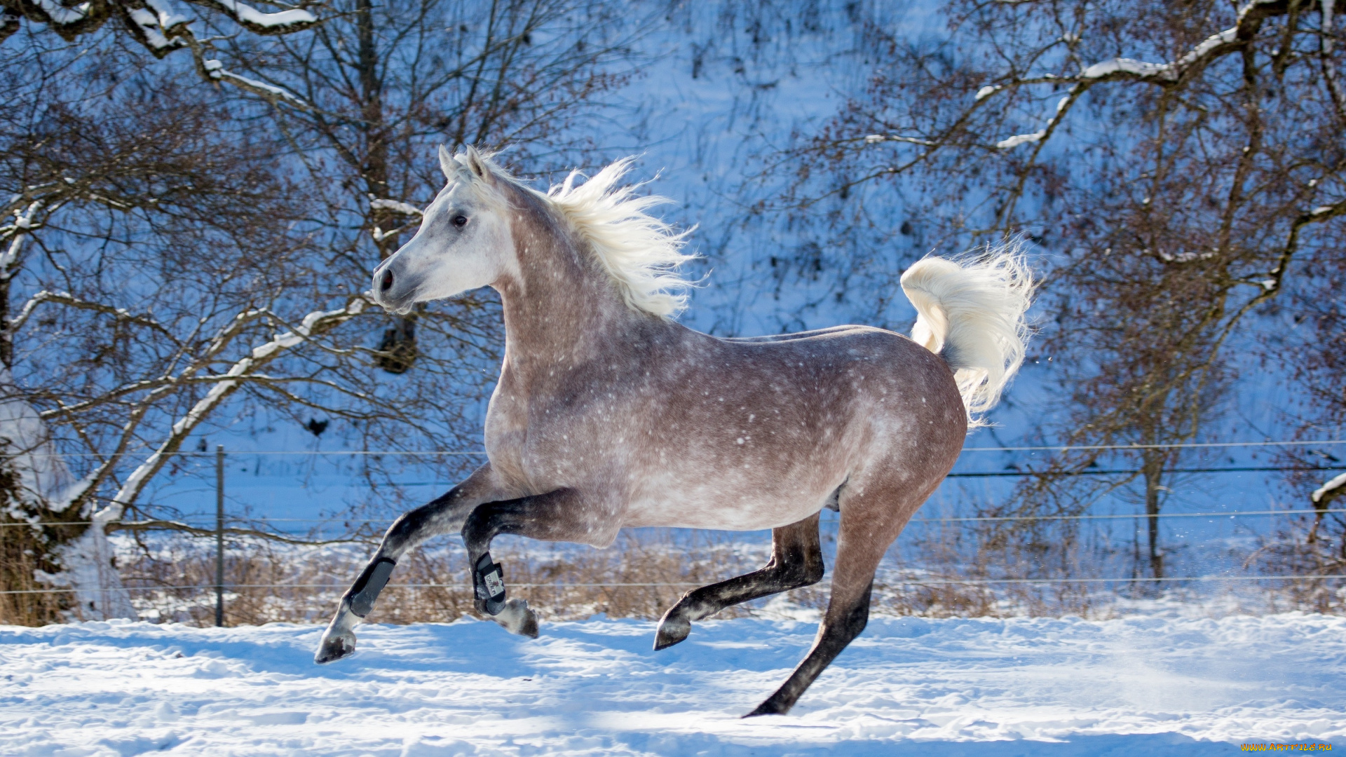 автор, , oliverseitz, животные, лошади, конь, серый, галоп, бег, движение, грива, грация, красота, мощь, зима, снег, загон, резвый