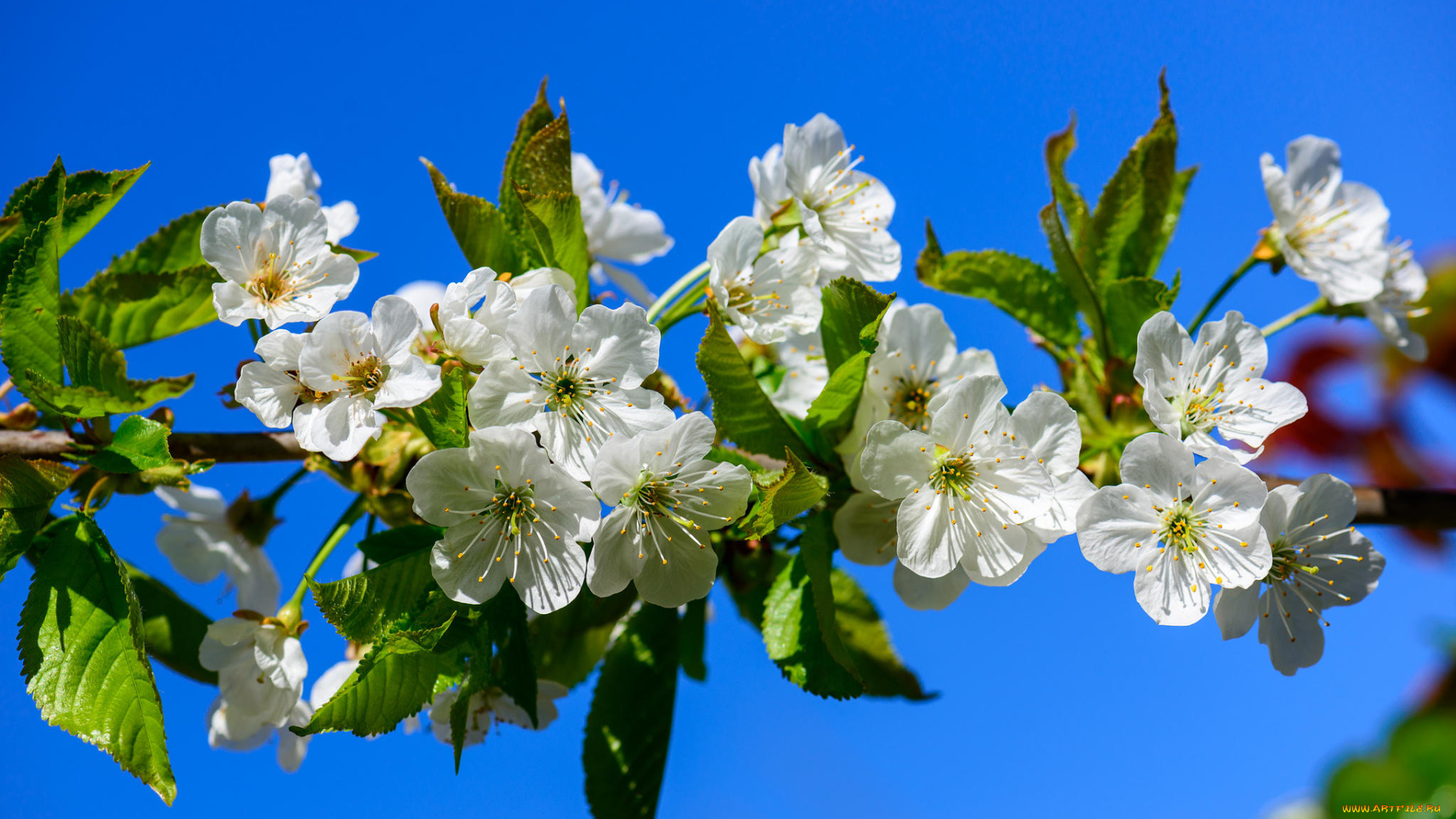 цветы, цветущие, деревья, , , кустарники, sakura