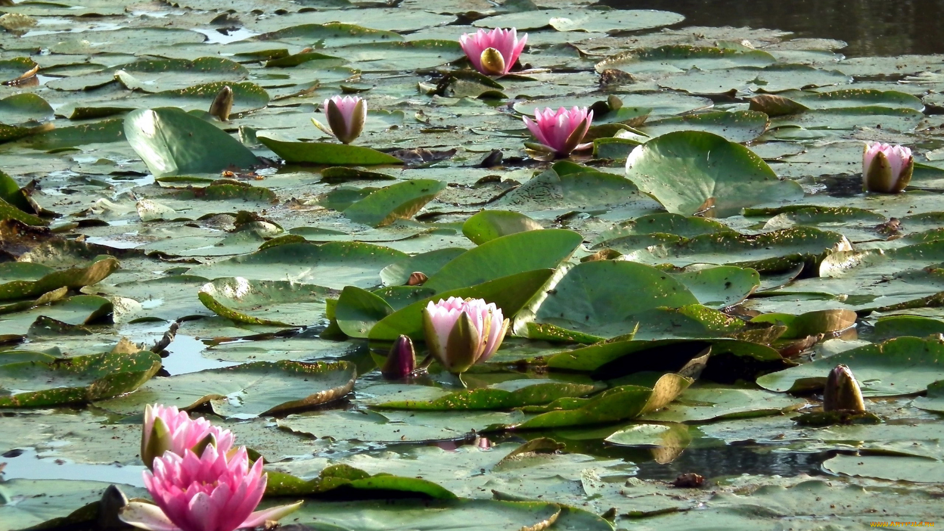 цветы, лилии, водяные, , нимфеи, , кувшинки, листья, вода, лилии