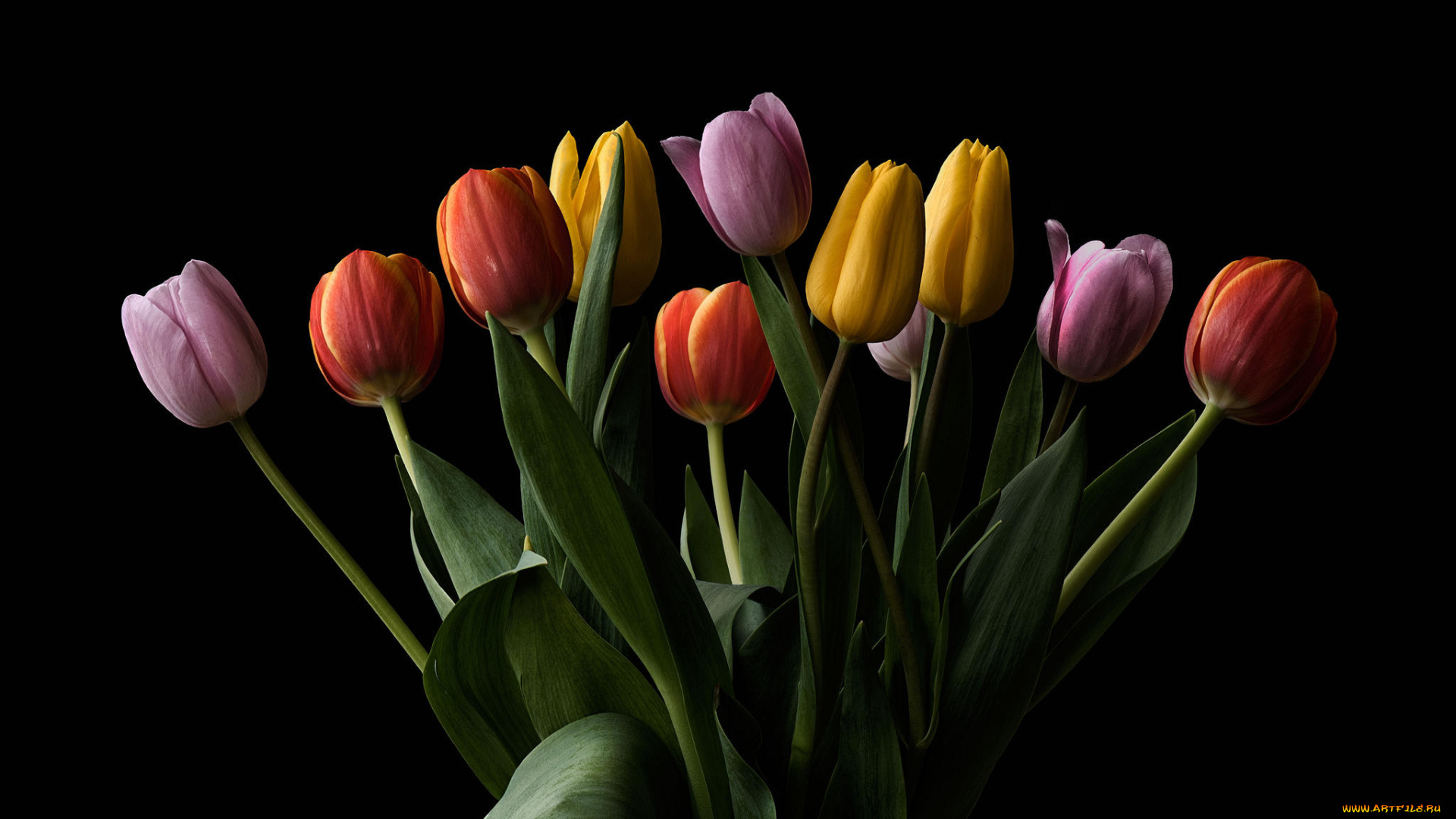 цветы, тюльпаны, флора