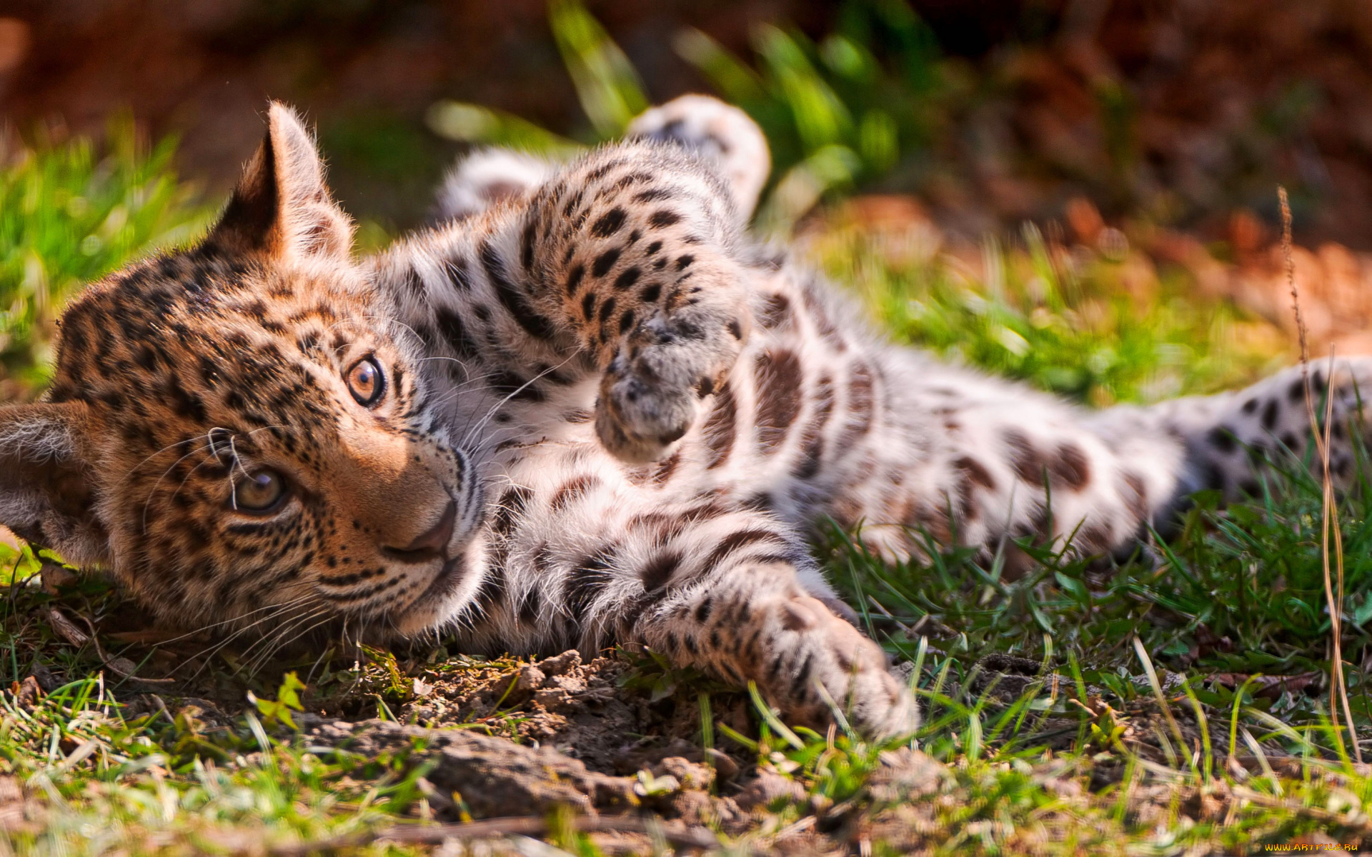 Леопард в траве скачать