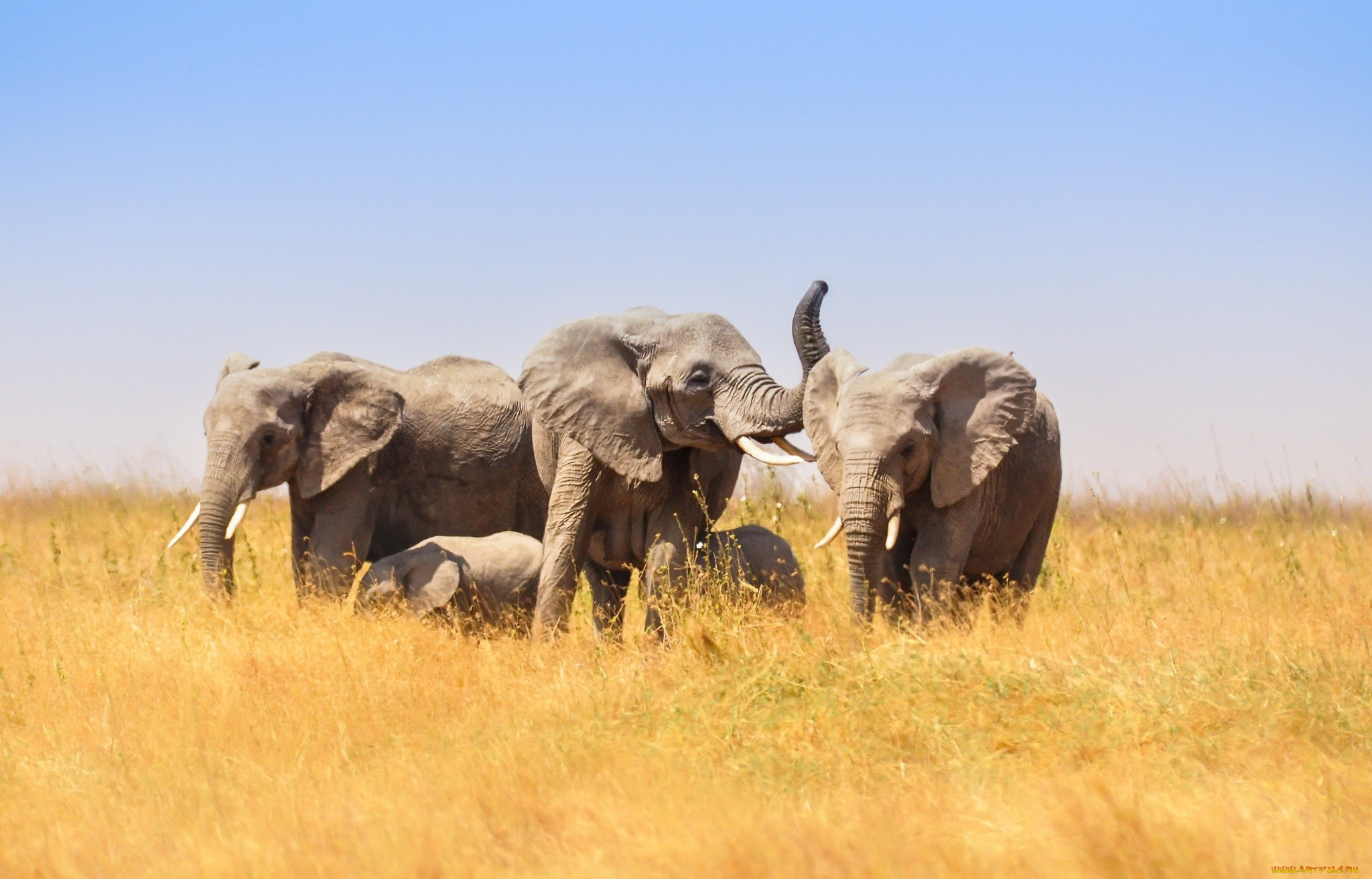 животные, слоны, большие, и, маленькие, слонята, в, африканской, саванне