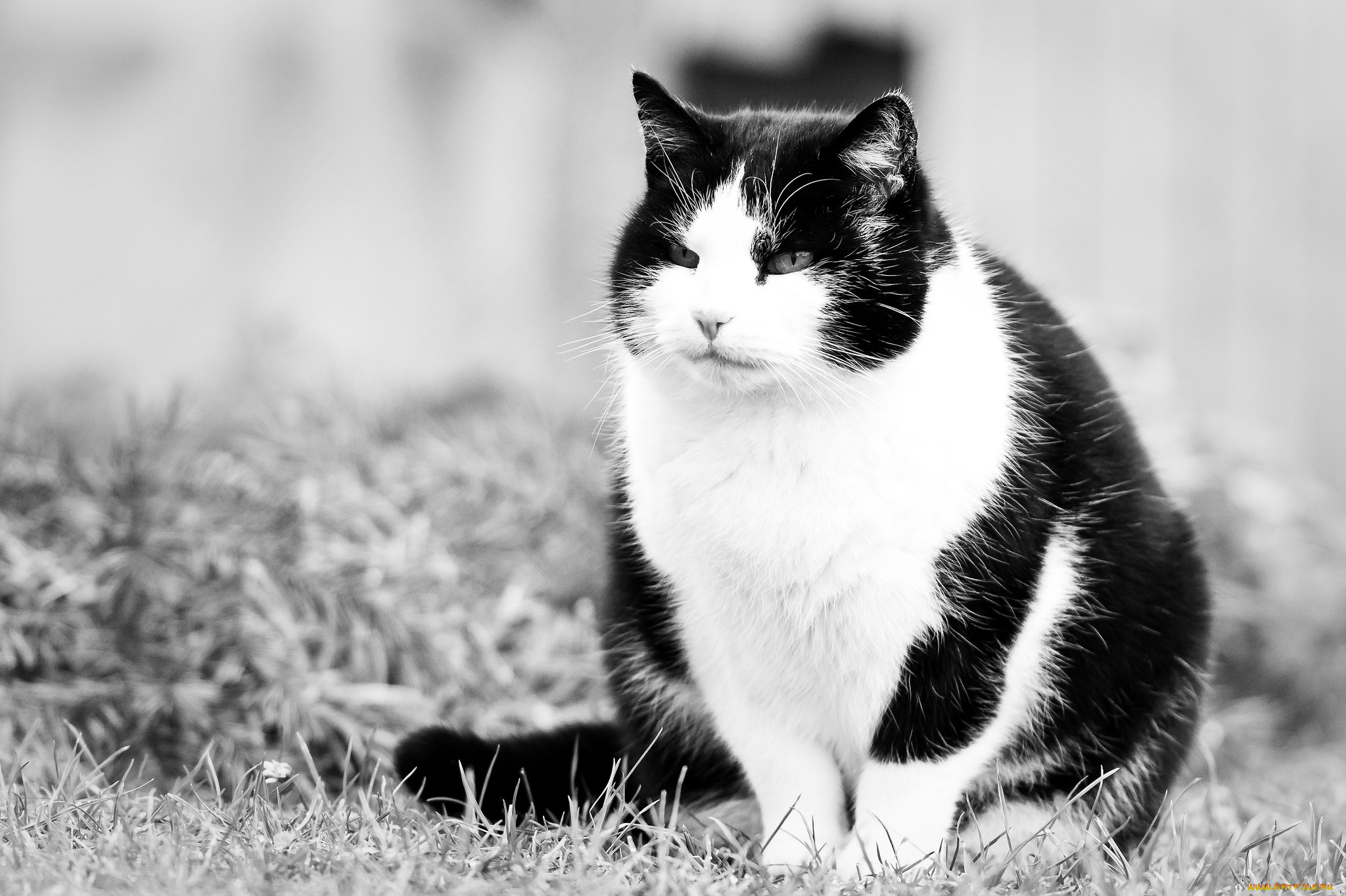 Черно белые котики. Европейская короткошерстная кошка черно-белая. Черно белый кот. Черно белая кошка. Котик черно белый.