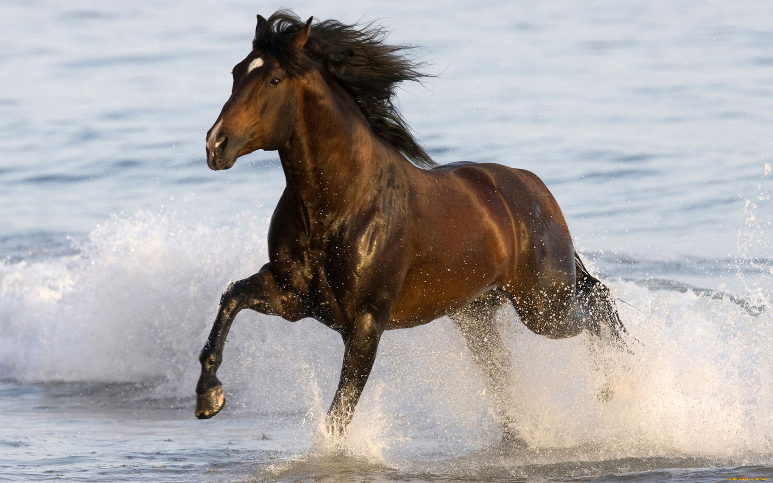 животные, лошади, лошадь, конь, брызги, вода