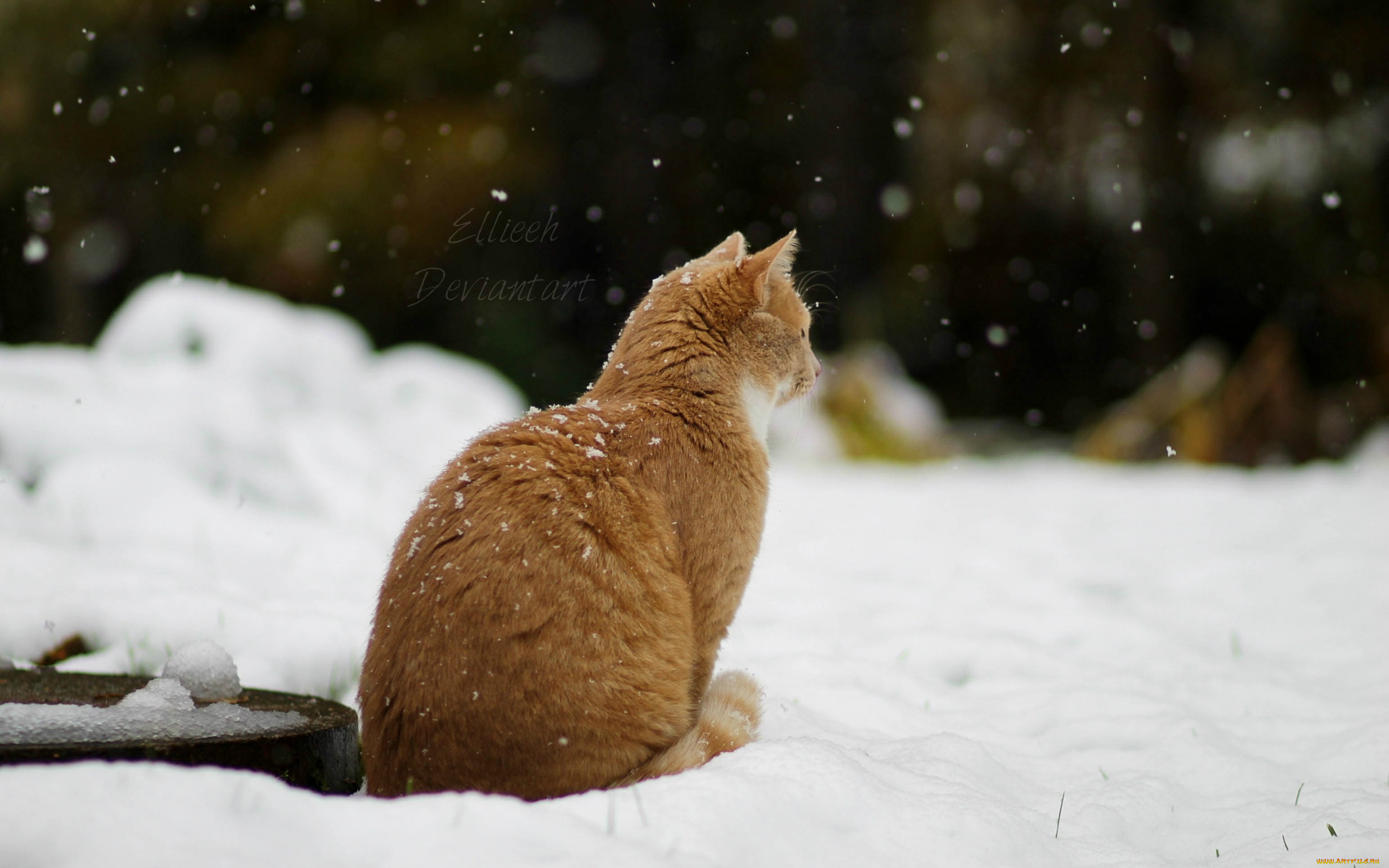животные, коты, кошка, by, ellieeh, зима, снег