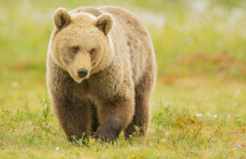 Картинка животные медведи медведь бурый хищник