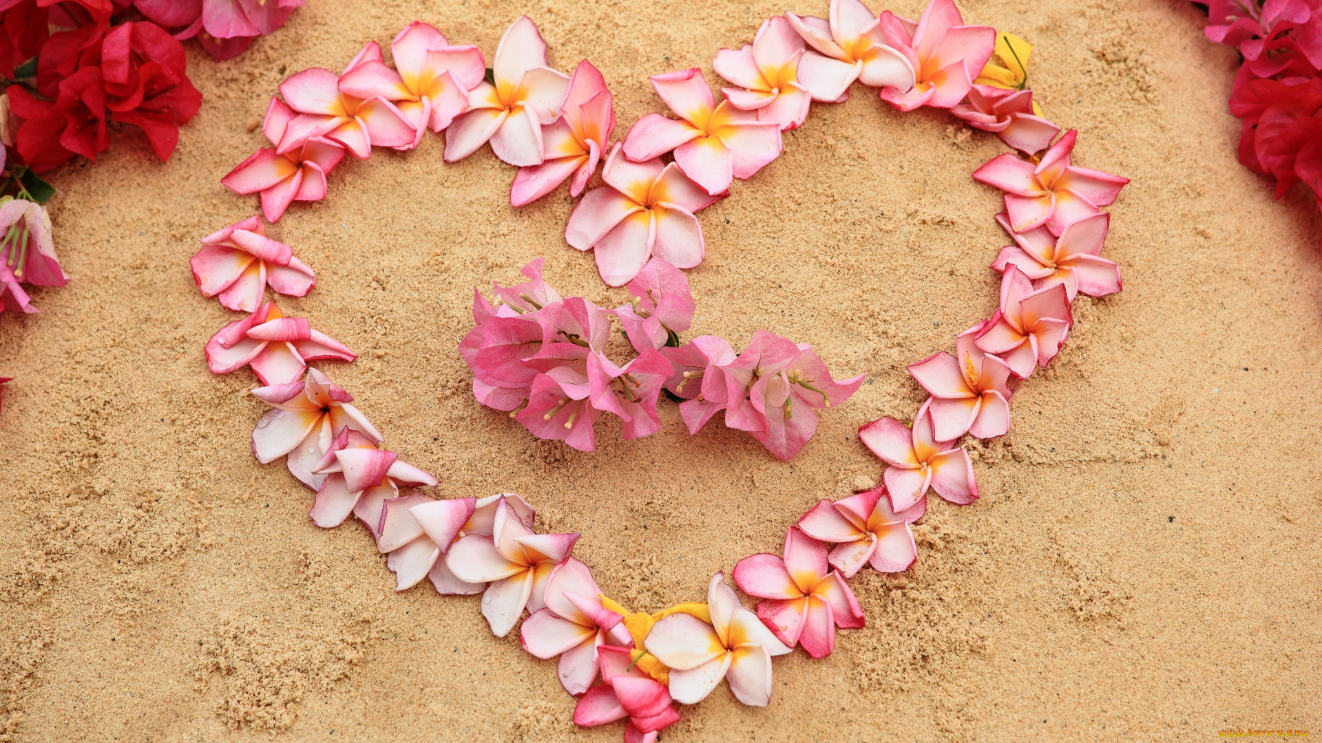 цветы, букеты, , композиции, plumeria, heart, love, sand, pink, песок, romantic, пляж, beach, плюмерия, сердце, floral, flowers